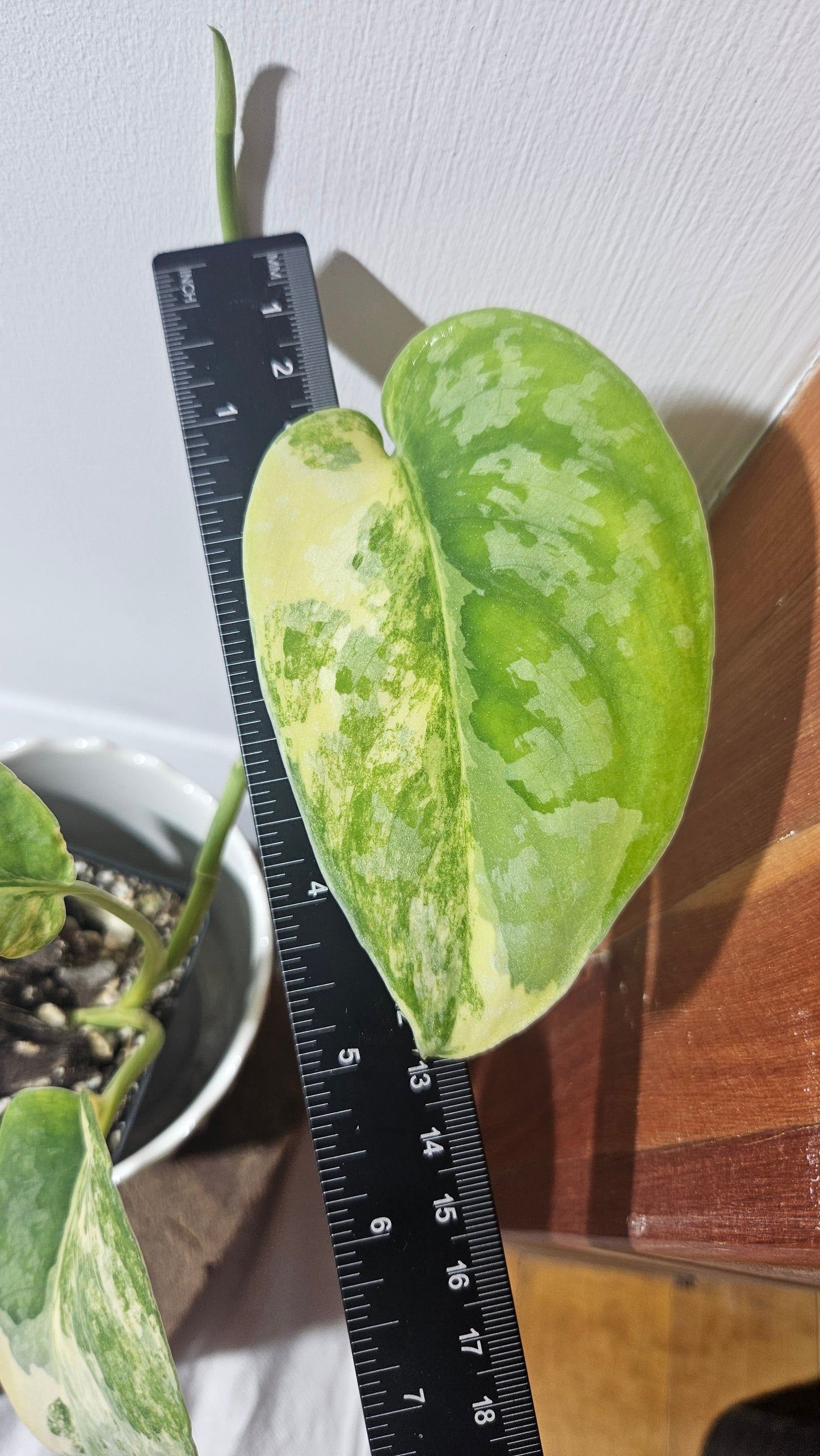 Scindapsus Swarnabhumi (SCI-958)