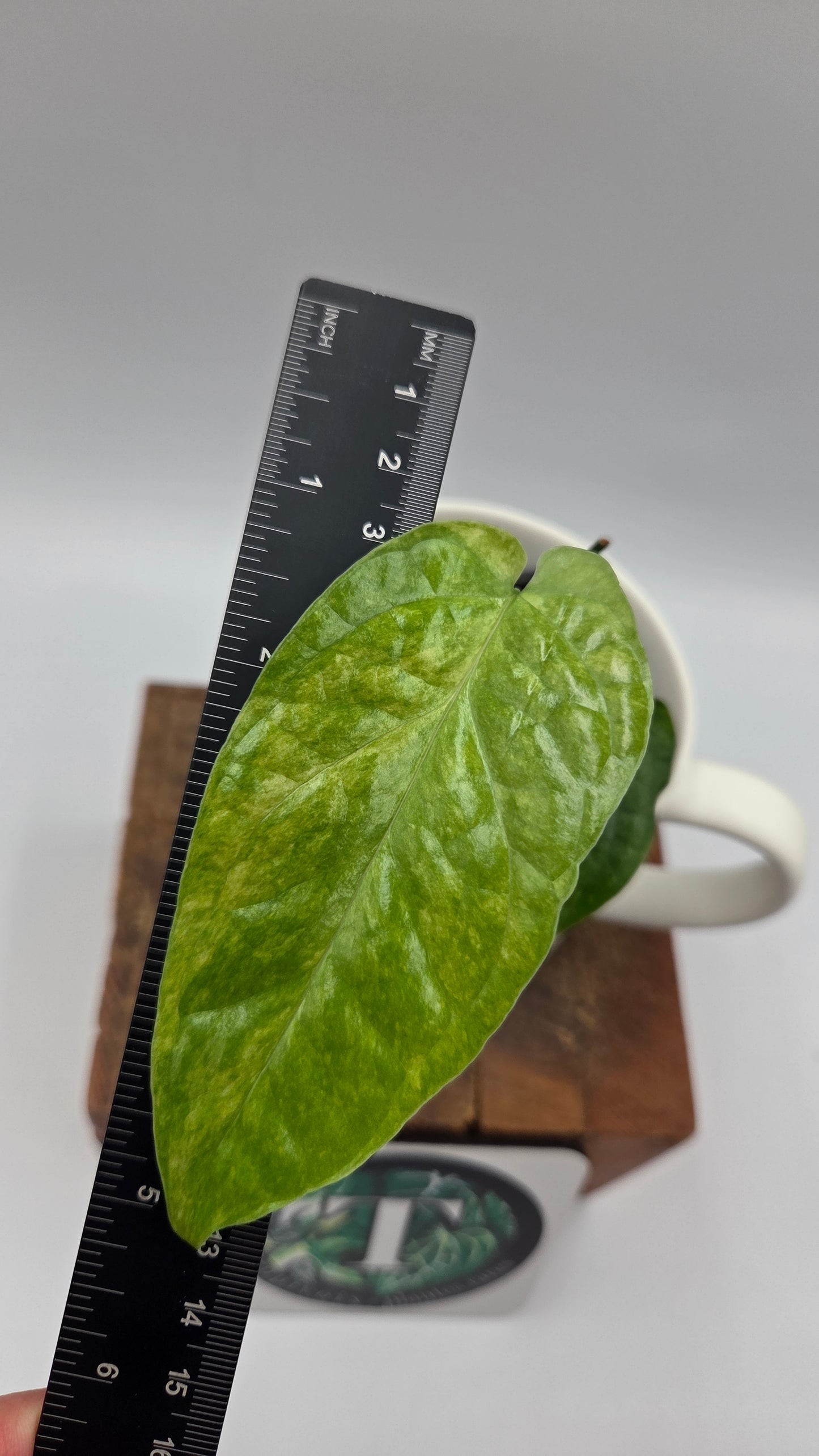Amydrium Medium Mint (AMY-035)