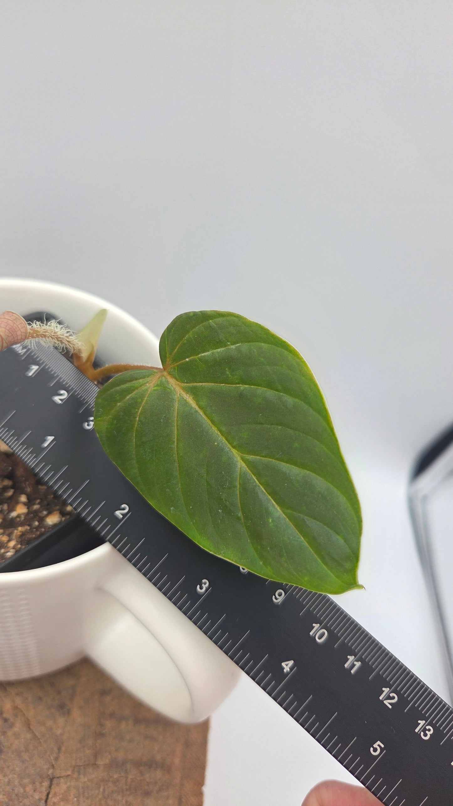 Philodendron Verrucosum Titanium (PHI-807)