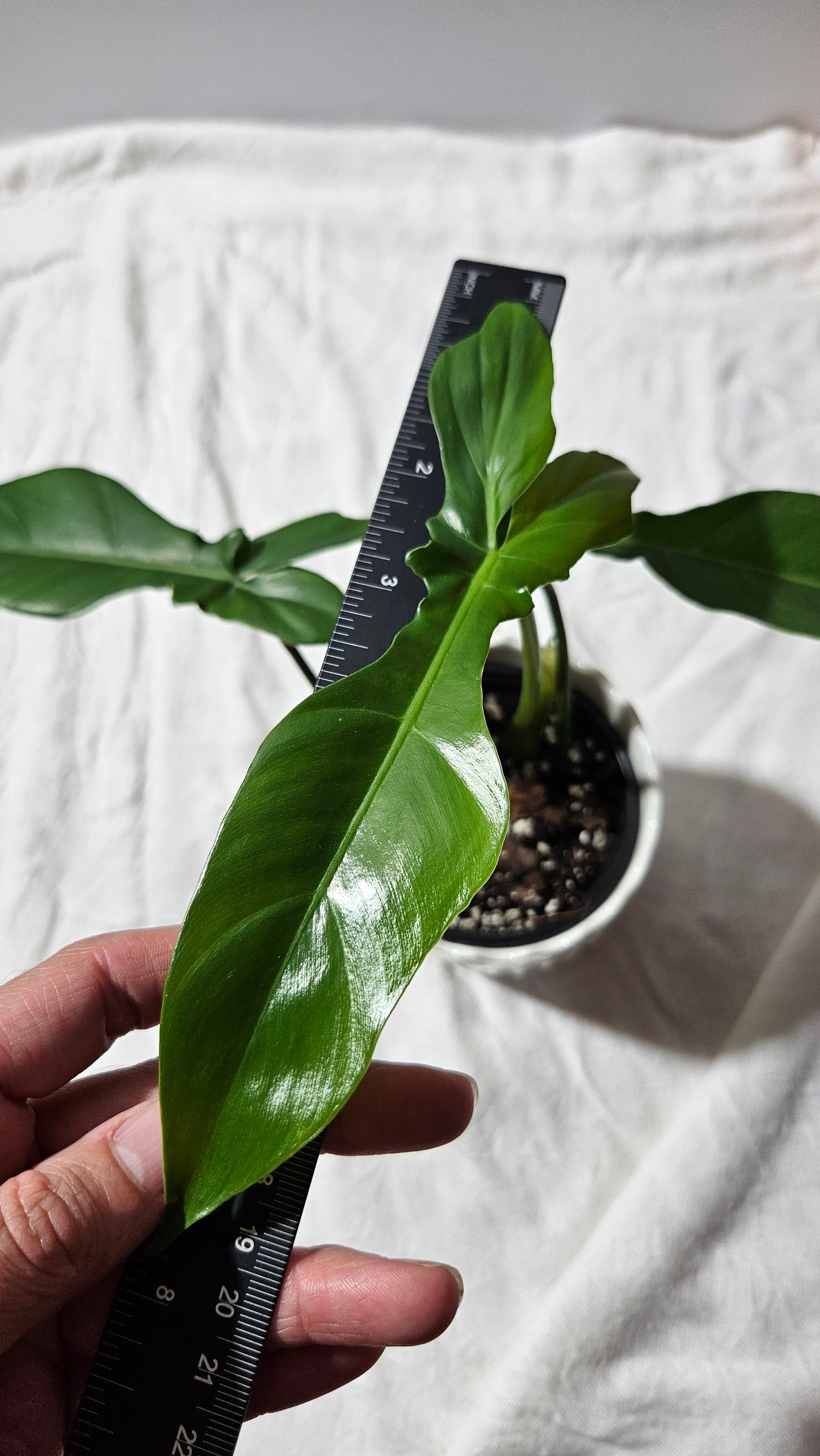 Philodendron Florida Beauty X Bob Cee REVERT(PHI-892)