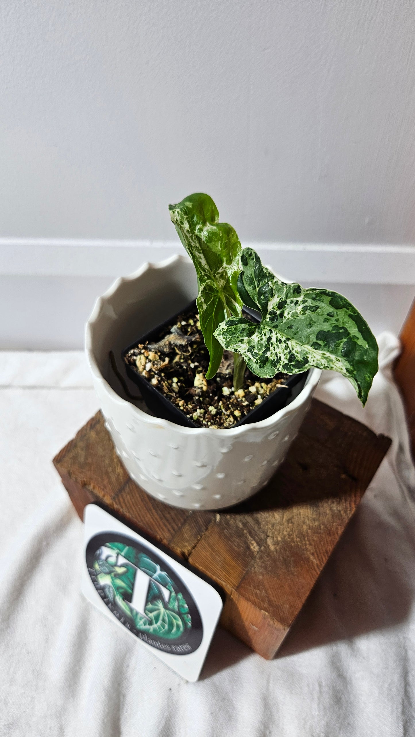 Syngonium Mojito "mottled" (SYN-440)