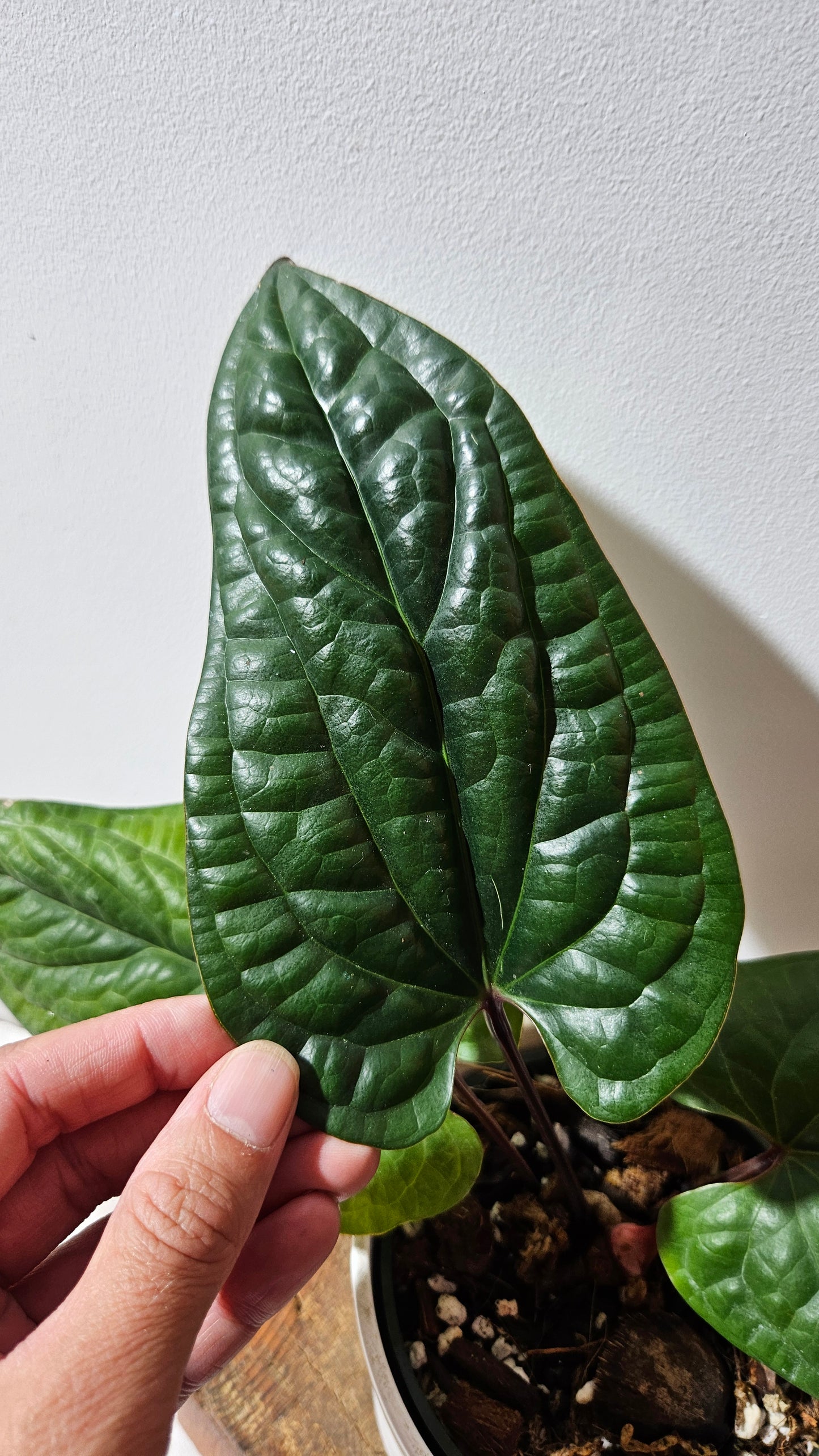 Anthurium Radican "format LARGE" (ANT-497)