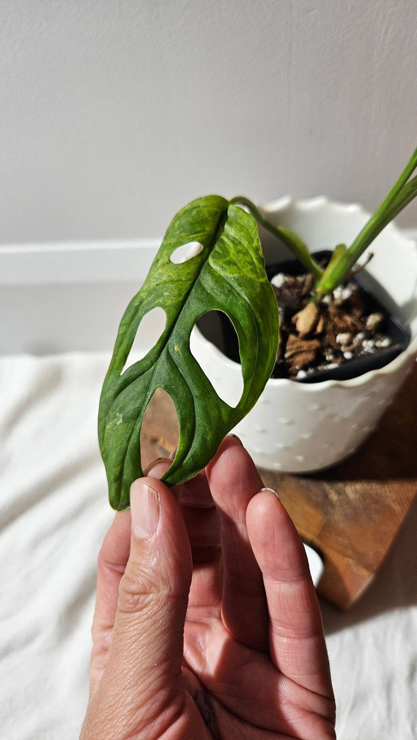 Monstera Andasonii Mint/Indo (MON-422)