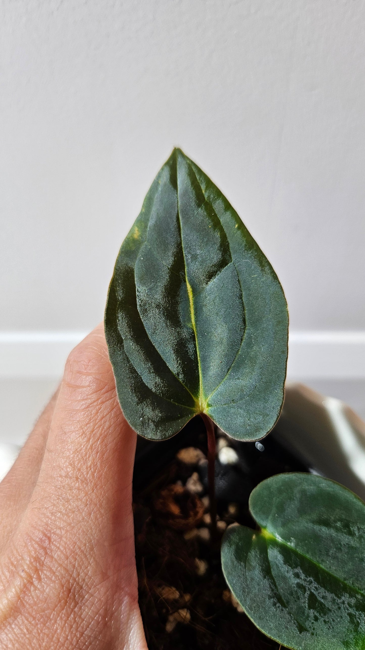 Anthurium Papillilaminum (d'équateur) "format PETIT" (ANT-505)