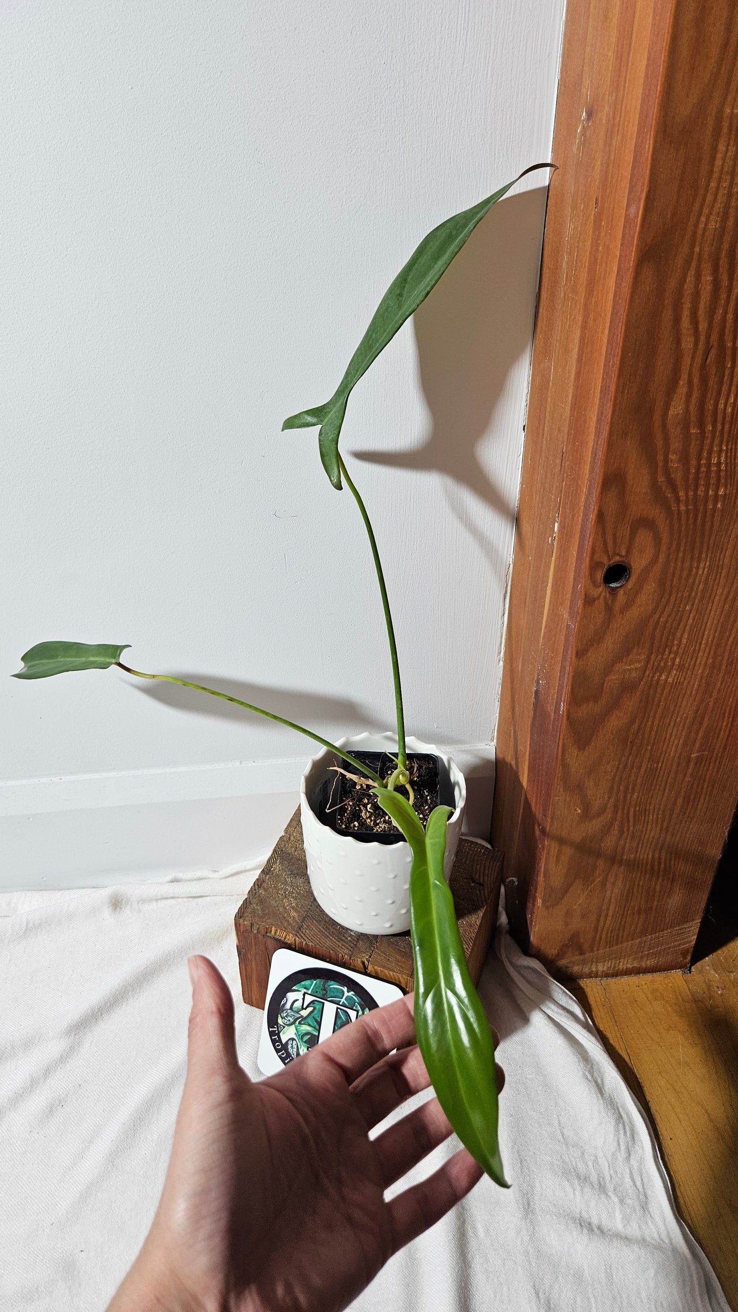 Philodendron Longilobatum (PHI-341)