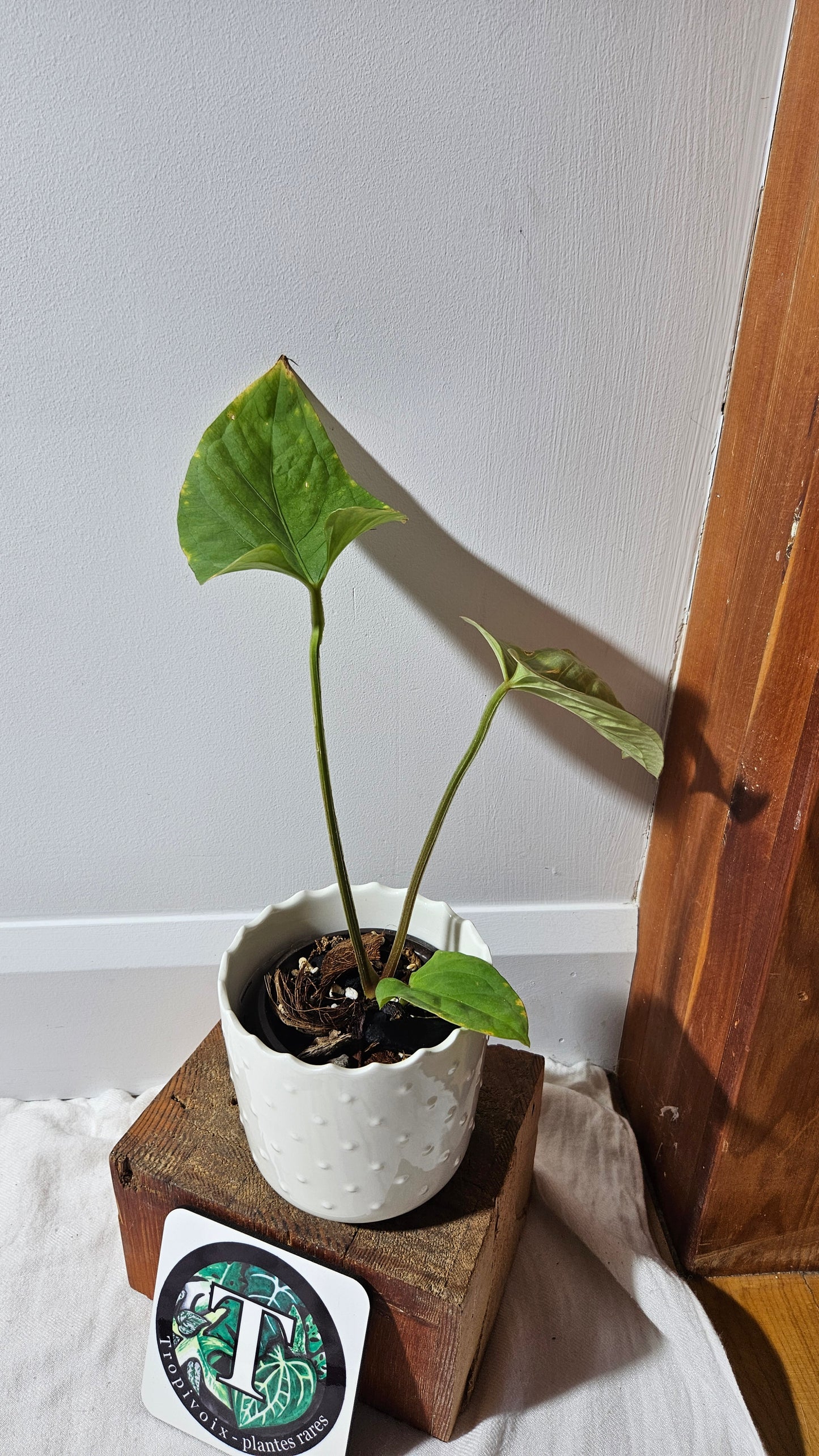 Anthurium Kunayalense "format MOYEN" (ANT-454)