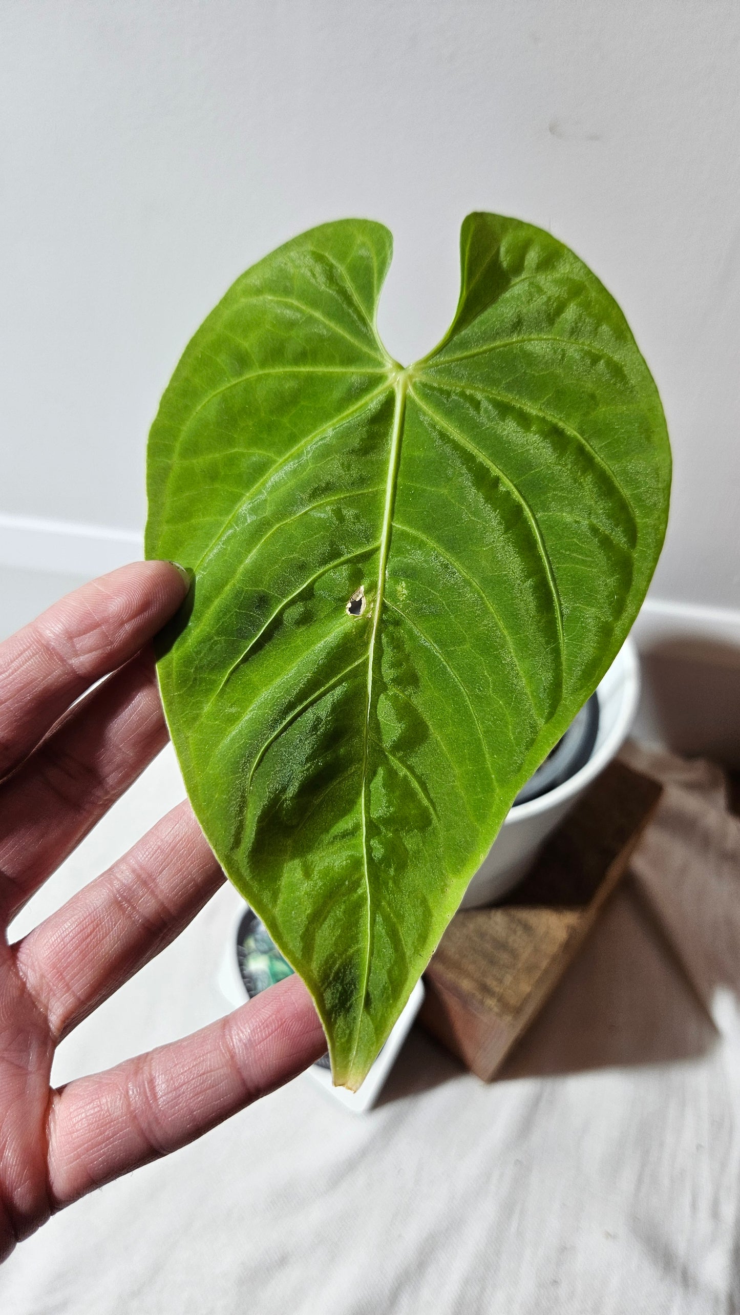 Anthurium Angarmarcanum "format MOYEN" (ANT-153)