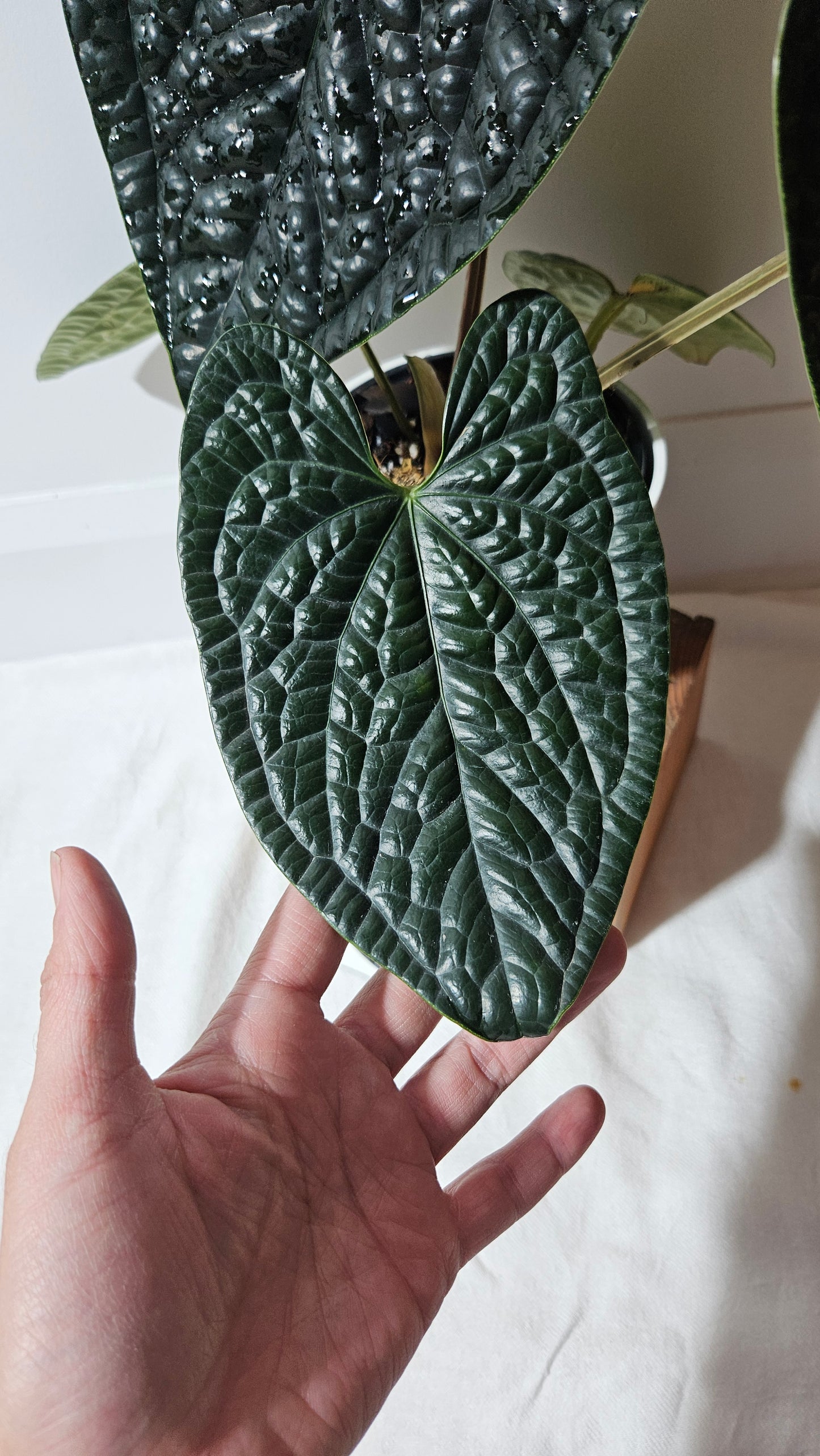 Anthurium Luxurians Dark "format XLARGE" (ANT-419)