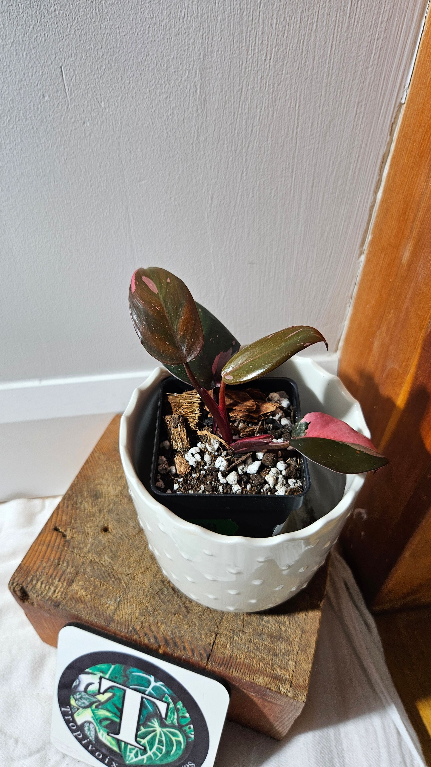 Philodendron Black Cherry (PHI-881)