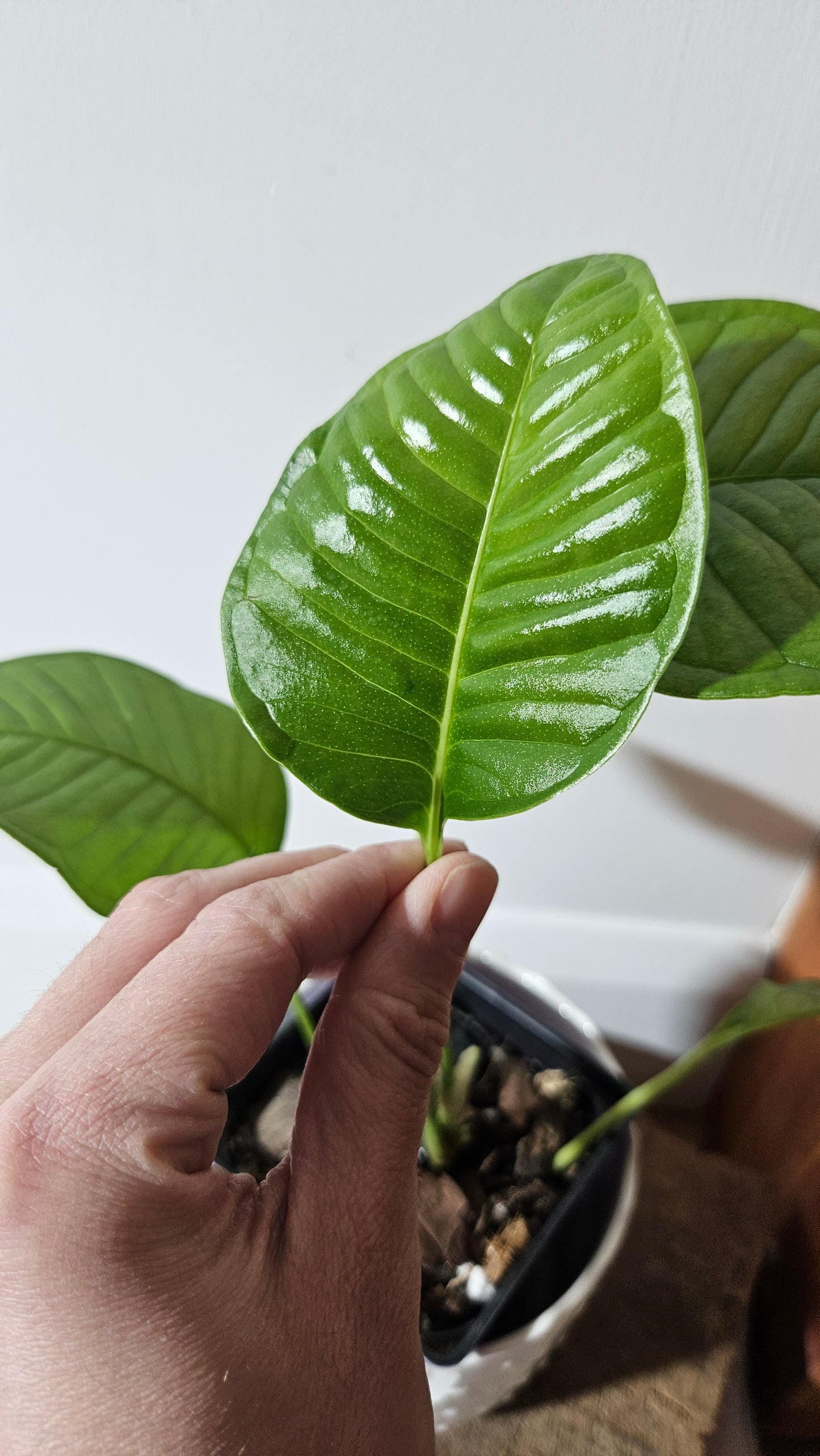 Anthurium Umbricola "format MOYEN" (ANT-385)