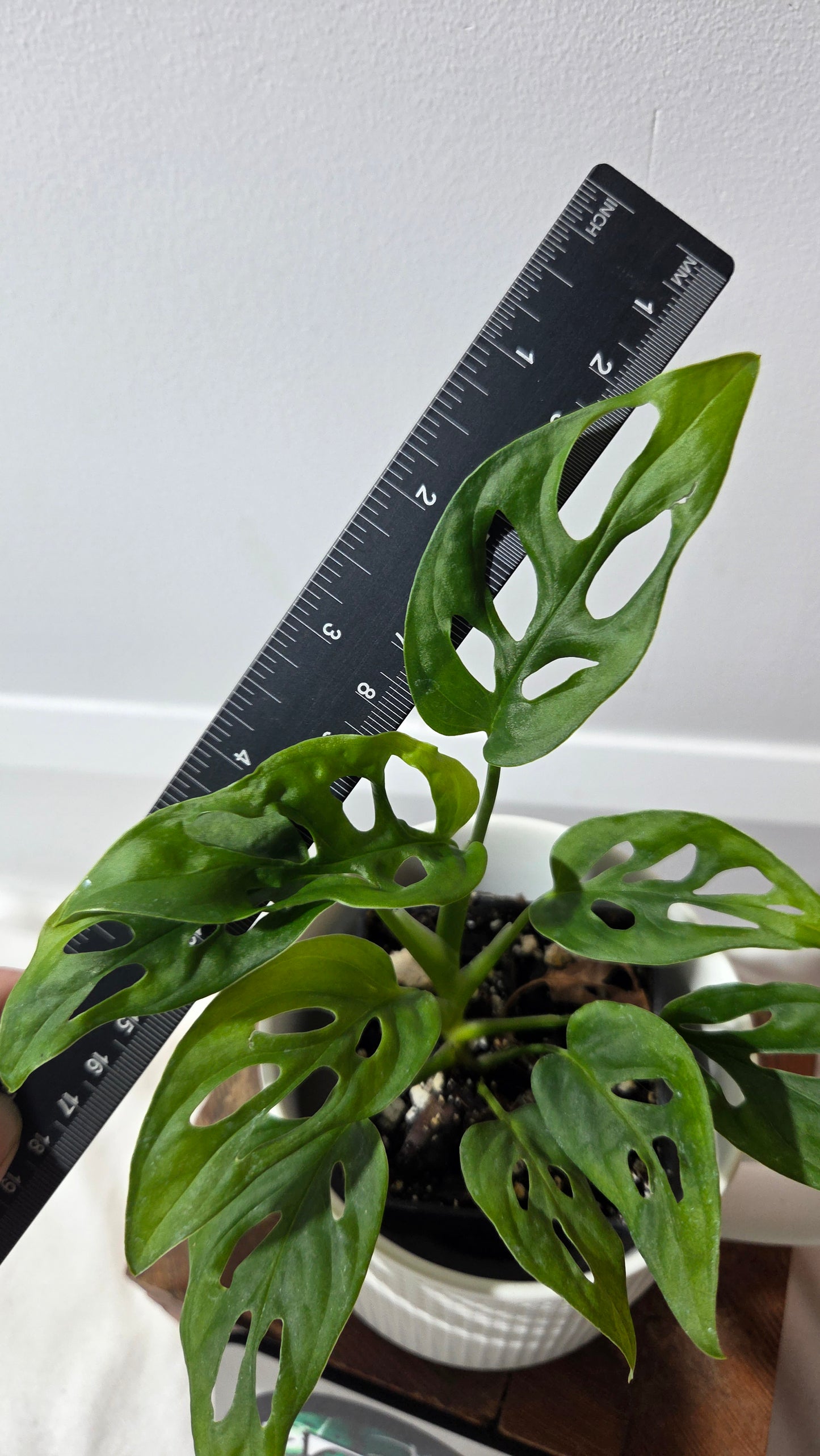 Monstera Obliqua Aff Cenepa (MON-238)