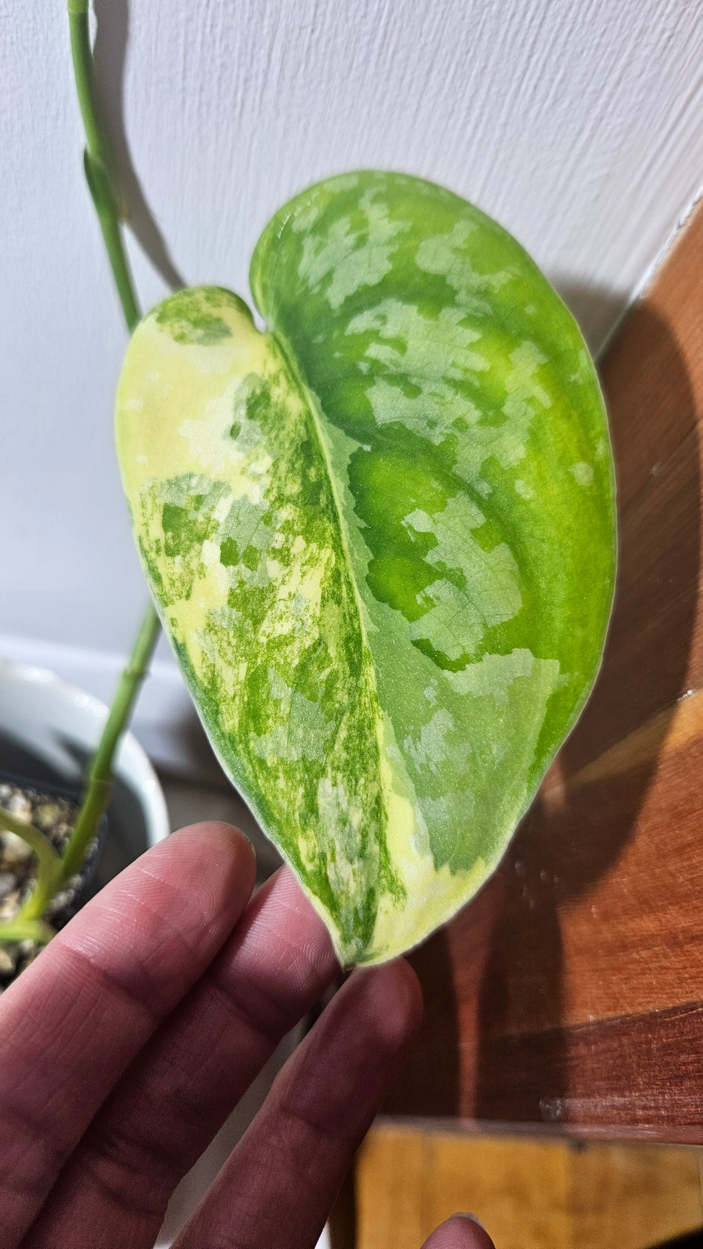 Scindapsus Swarnabhumi (SCI-958)