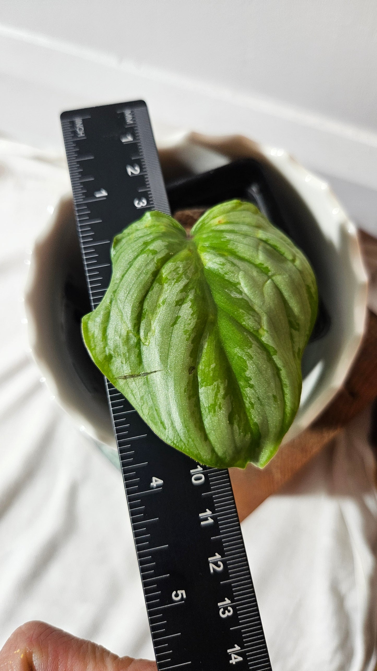 Philodendron Mamei White (PHI-841)