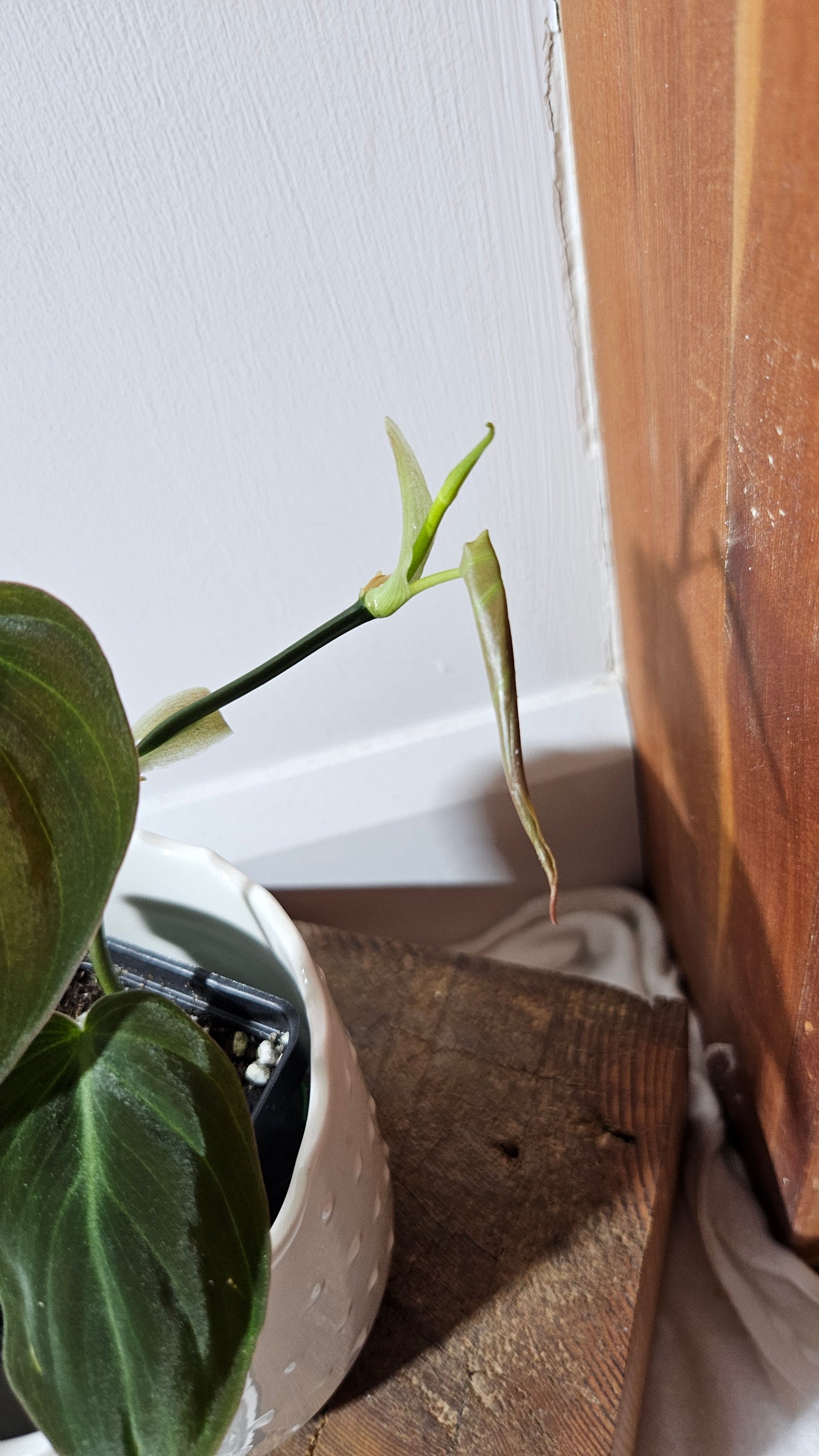 Philodendron Mican Var. REVERT (PHI-846)