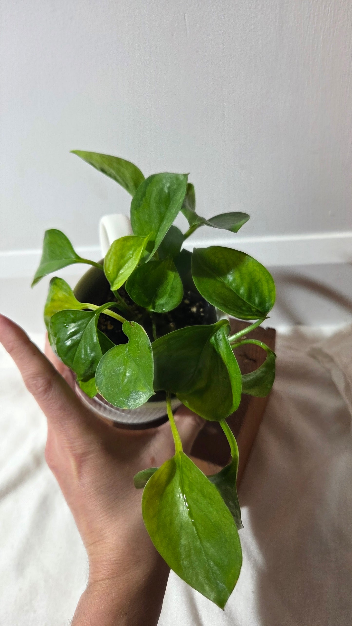 Epipremnum Aureum Manjula yellow/Olivia/Mint (EPI-236)