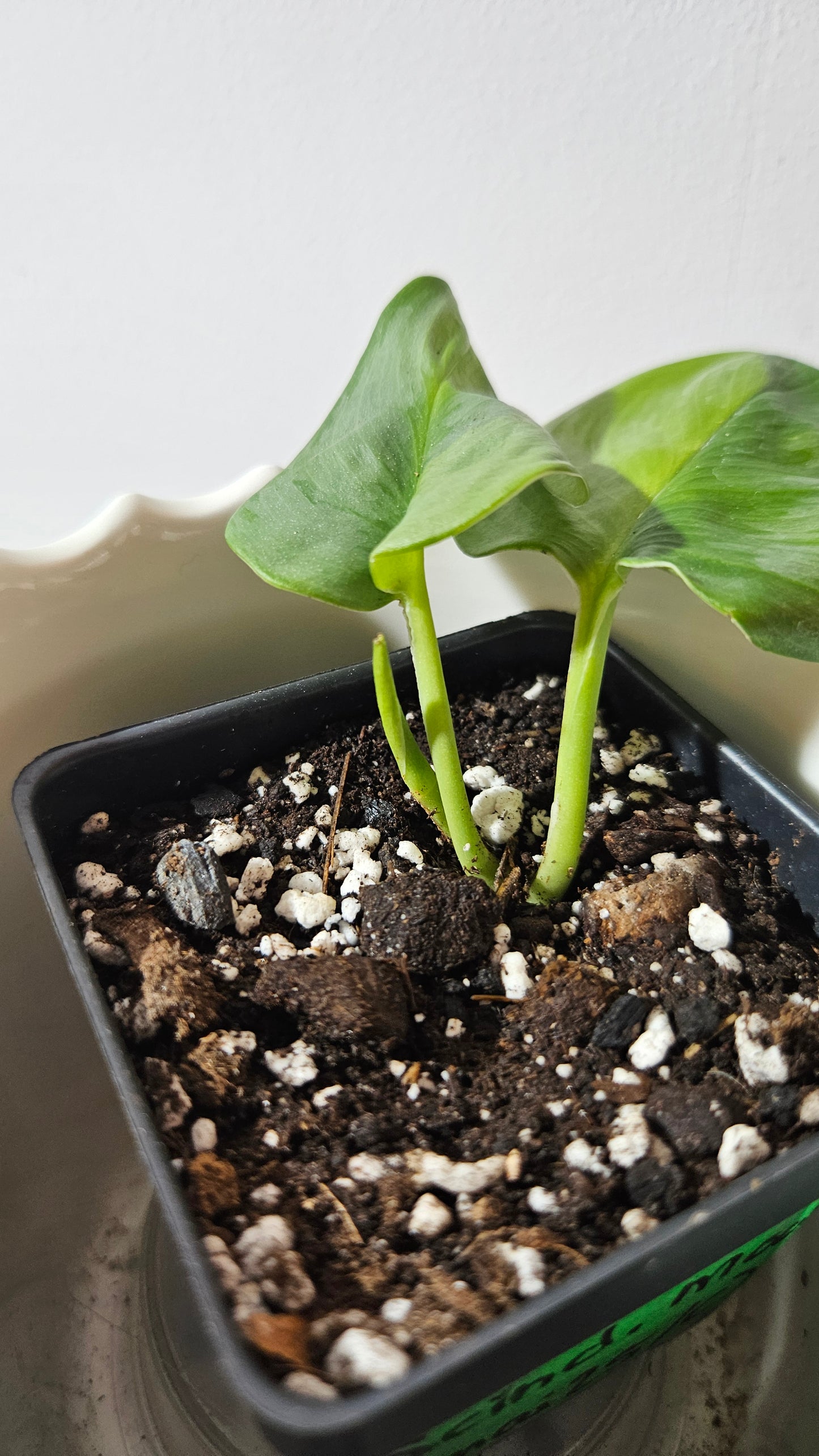Scindapsus Treubii Moonlight "Green on green" (SCI-982)