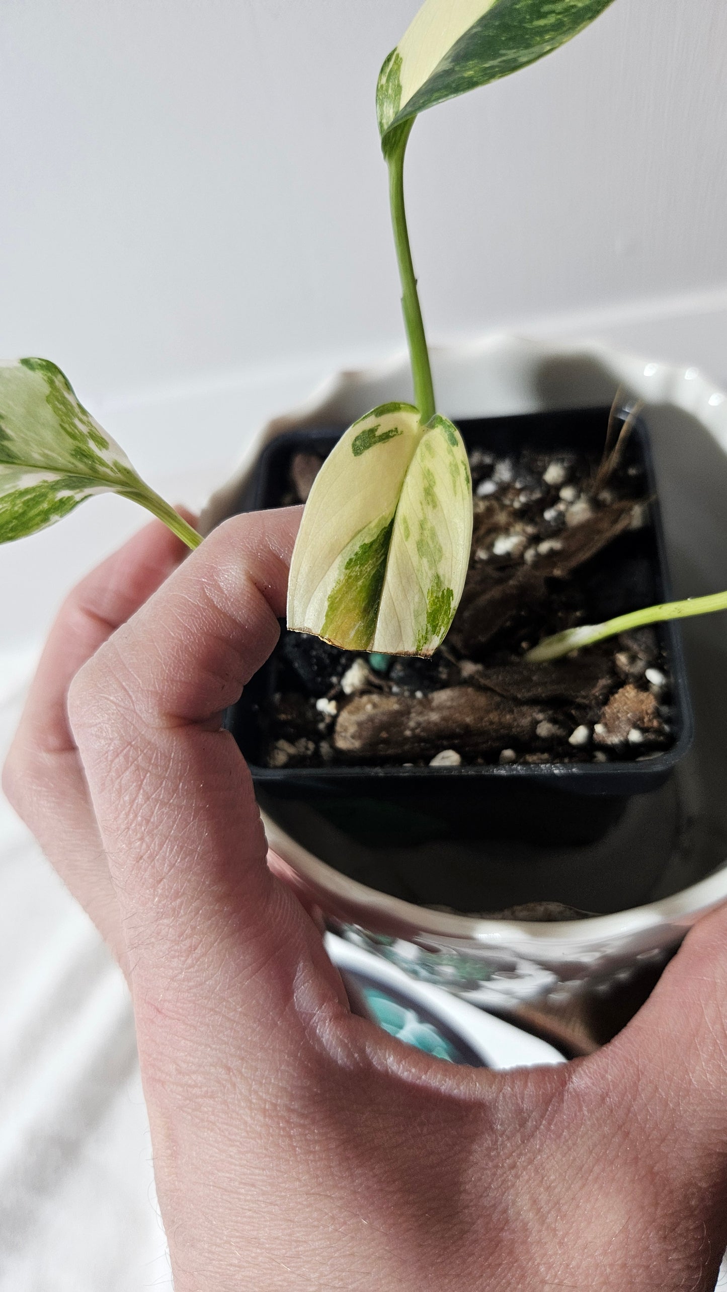 Monstera Lechleriana Albo (MON-399)