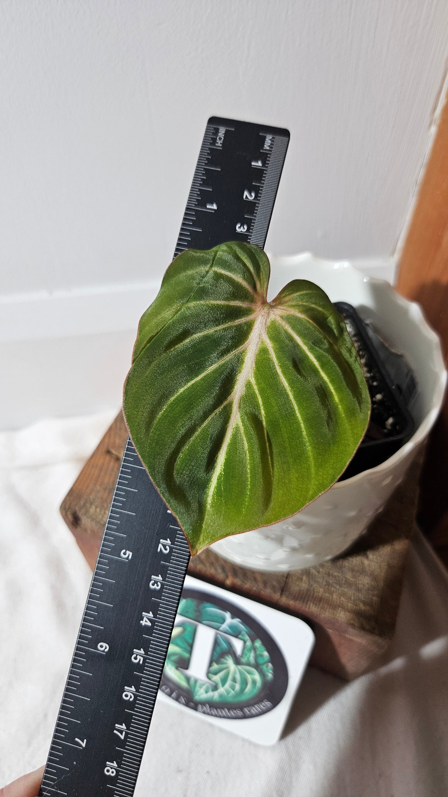 Philodendron Gloriosum Radiante (PHI-784)