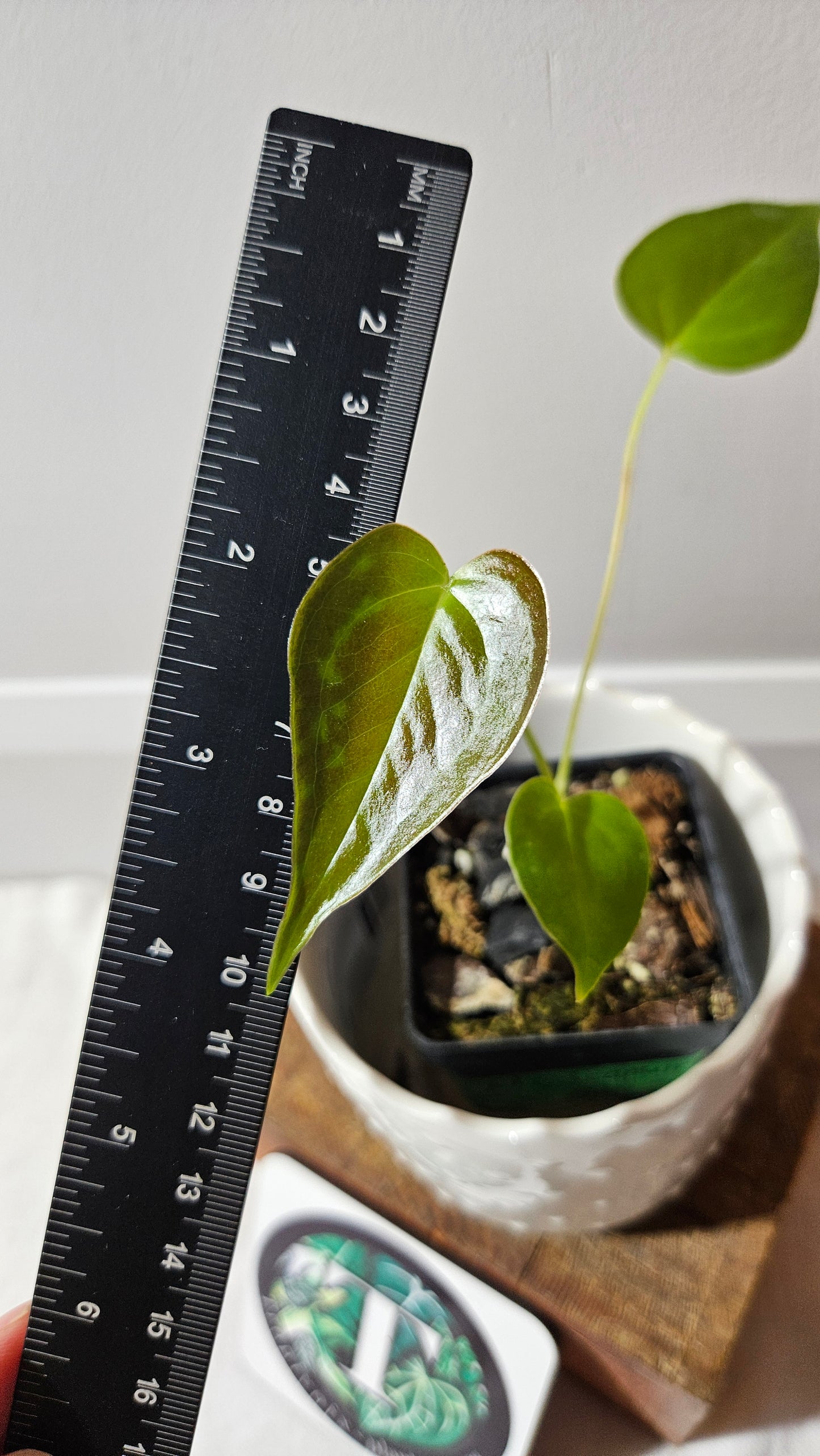 Anthurium Modeanum "format PETIT" (ANT-496)