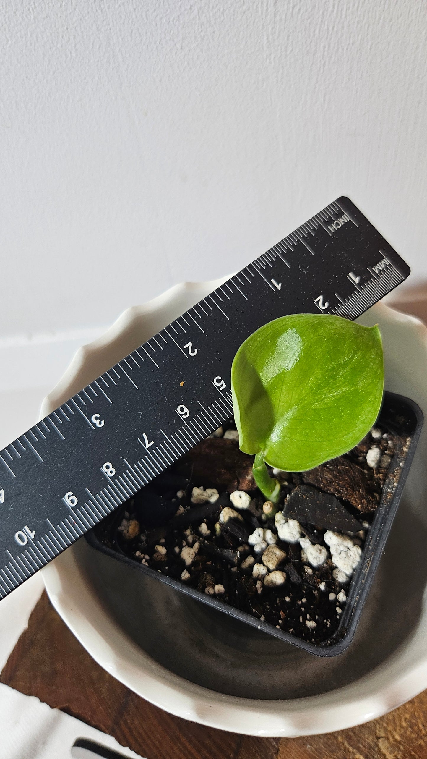 Scindapsus Silver Tattoo (SCI-1024)