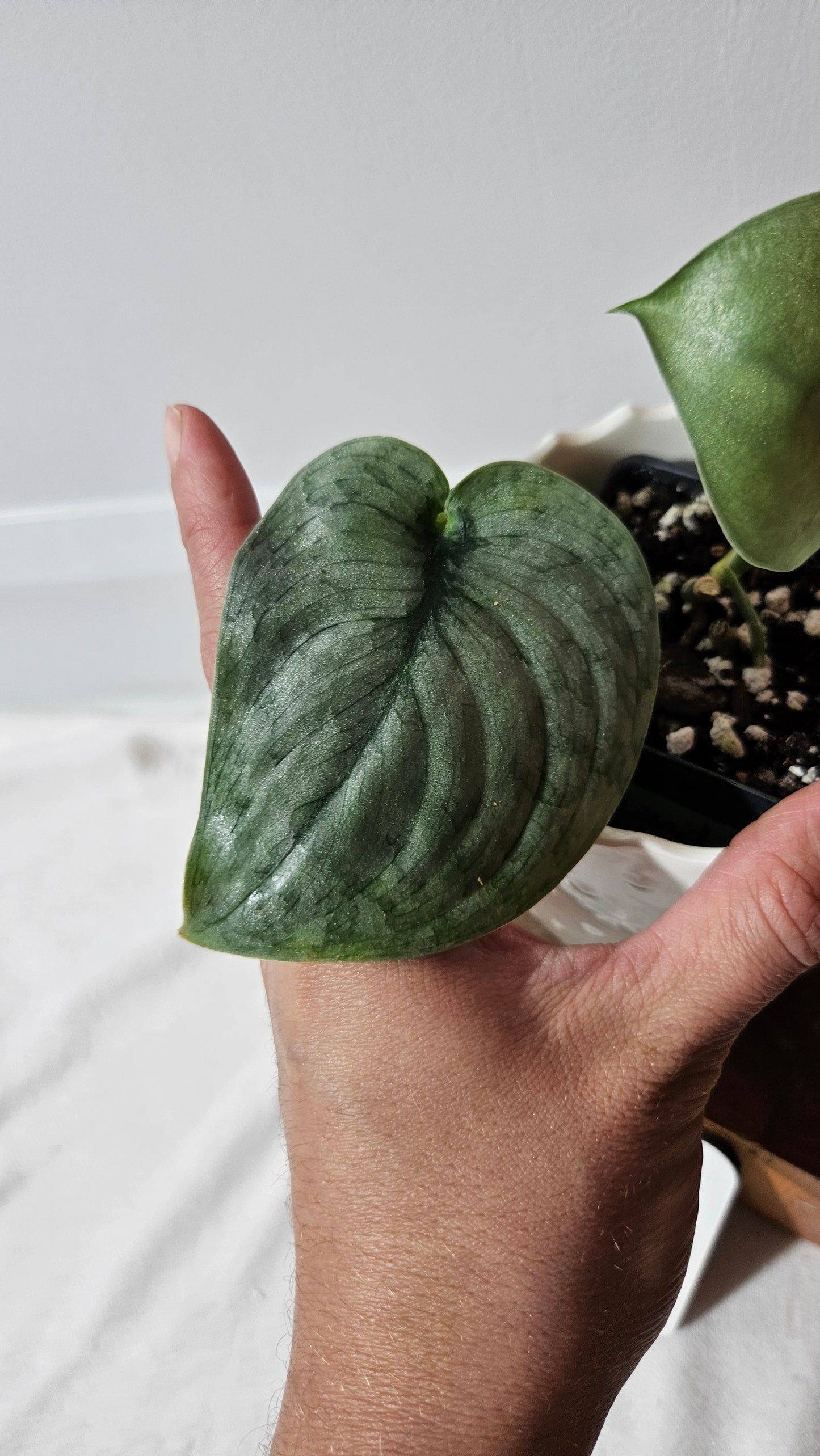 Scindapsus Silver Cloud (SCI-1049)