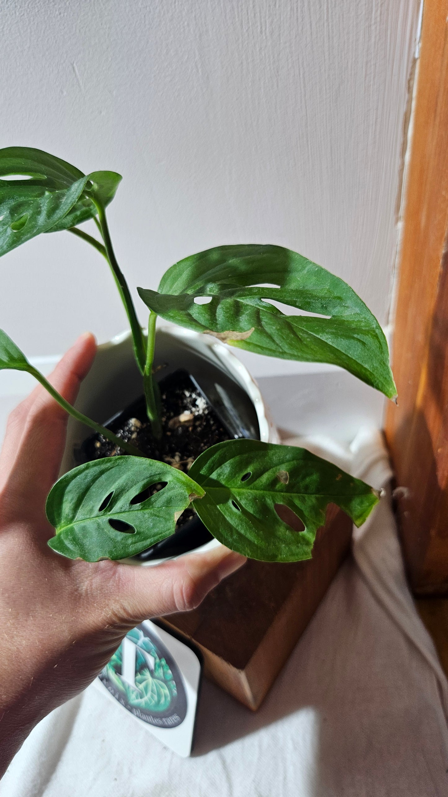 Monstera Obliqua Aff Indanza (MON-434)