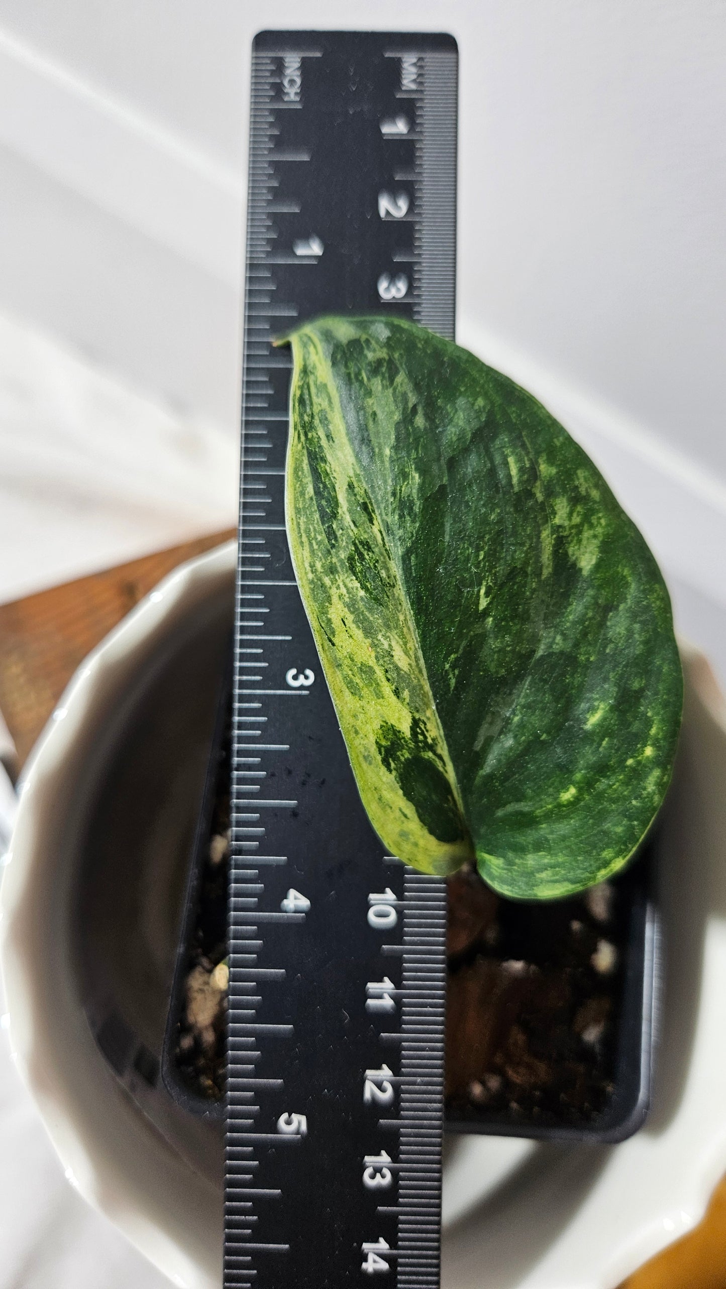 Scindapsus Silver Splash Variegata (SCI-708)