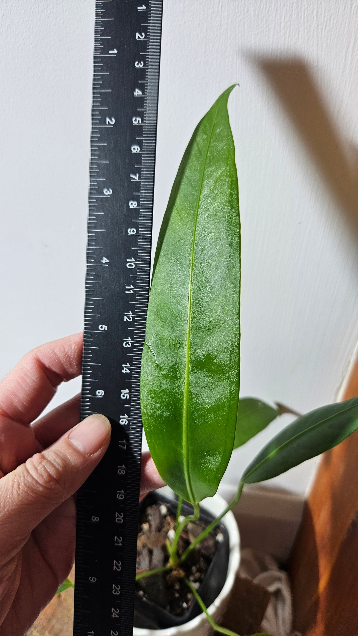 Anthurium SP Morona "format MOYEN" (ANT-231)
