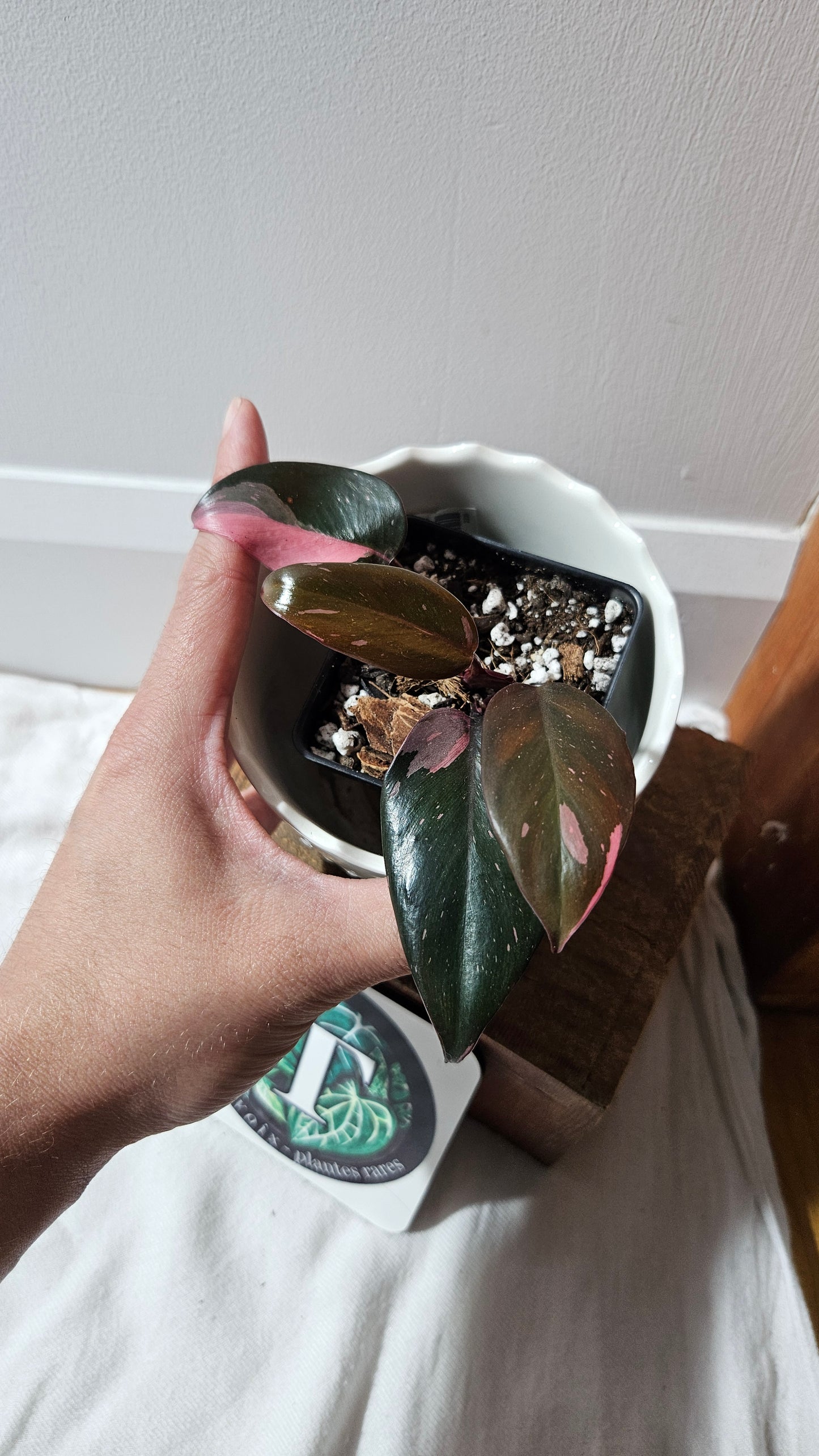 Philodendron Black Cherry (PHI-881)