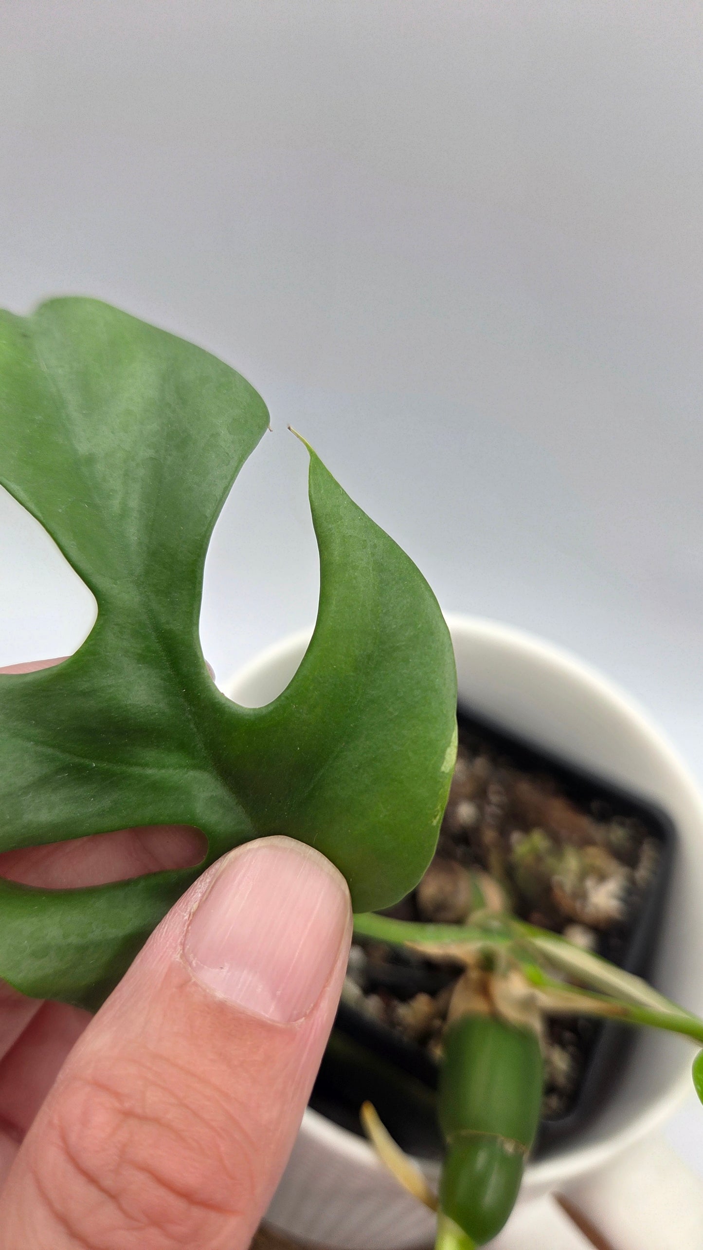 Rhaphidophora Tetrasperma Variegata (AUT-056)