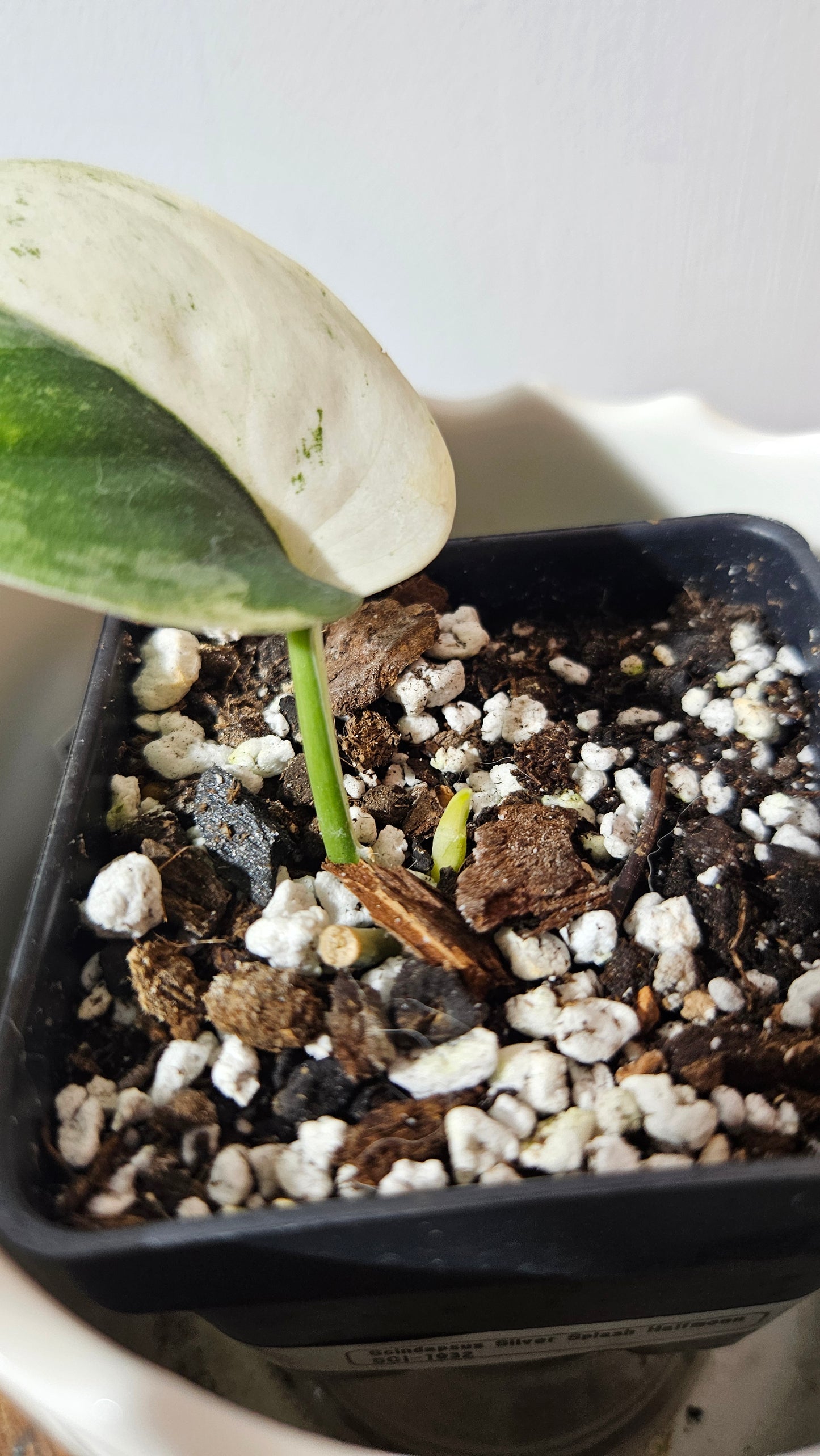 Scindapsus Silver Splash "Halfmoon" Variegata (SCI-1032)