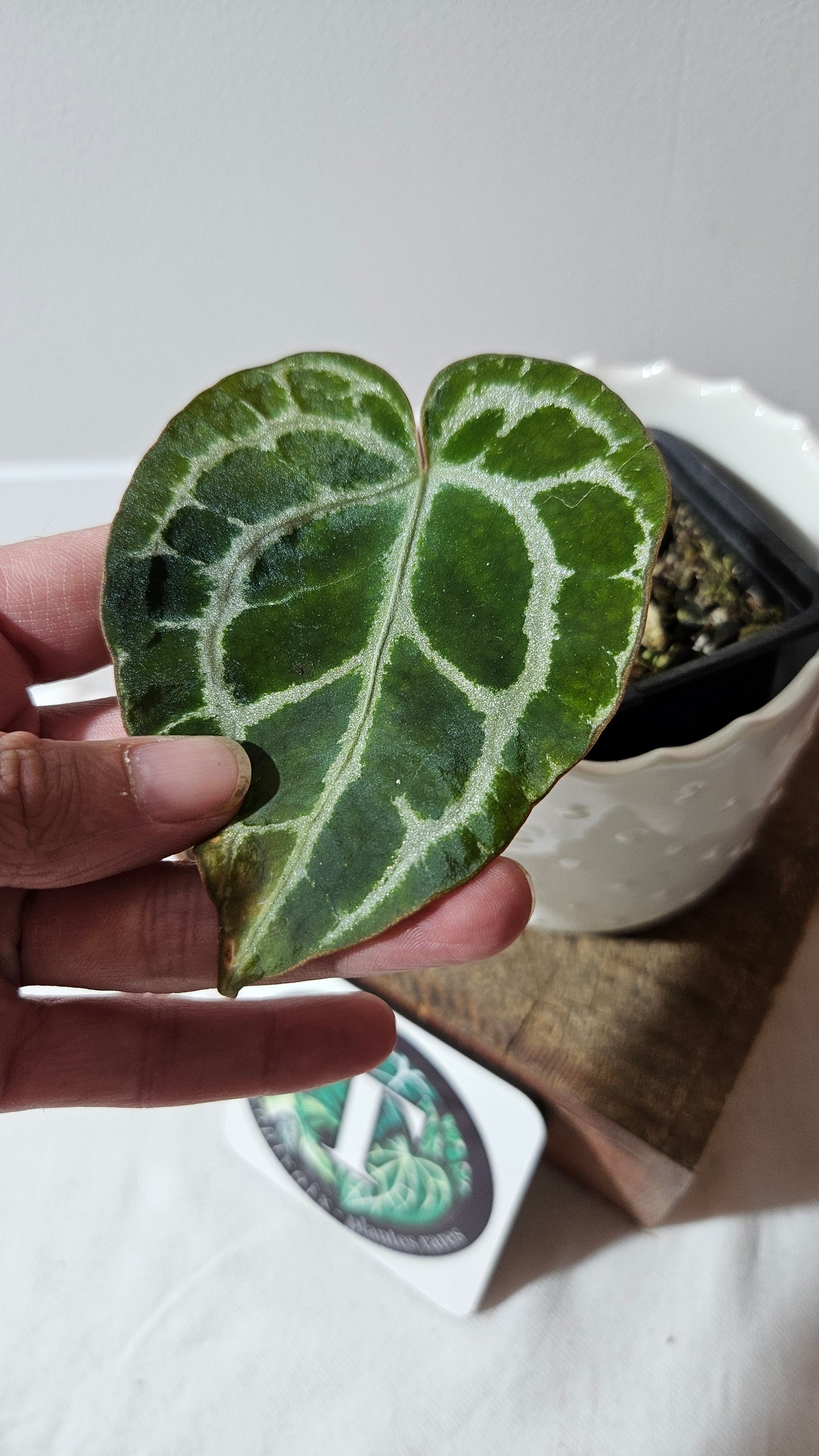 Anthurium Crystallinum Silver Special "format PETIT"(ANT-524)