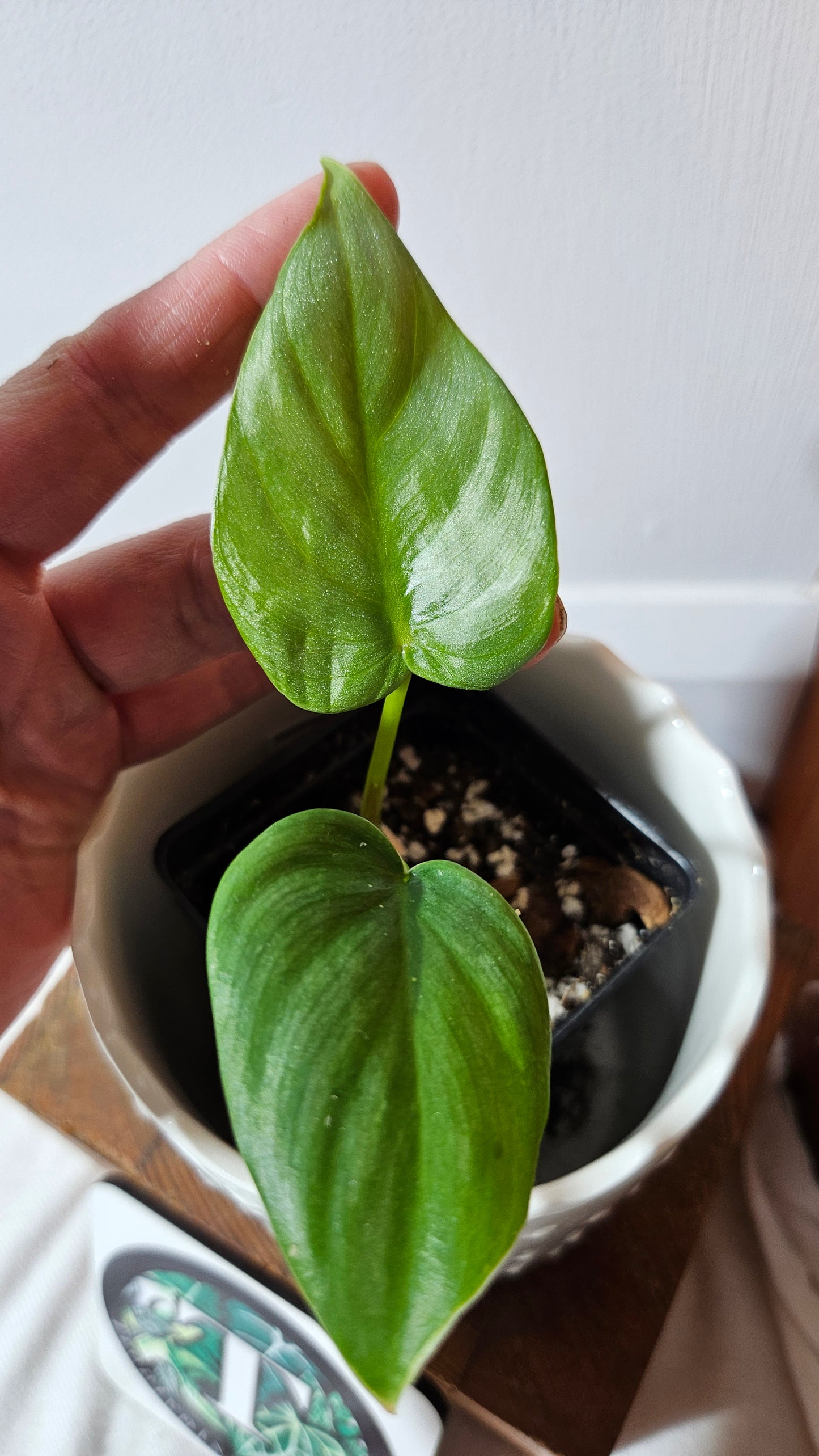 Philodendron Pastazanum Platinum (PHI-826)