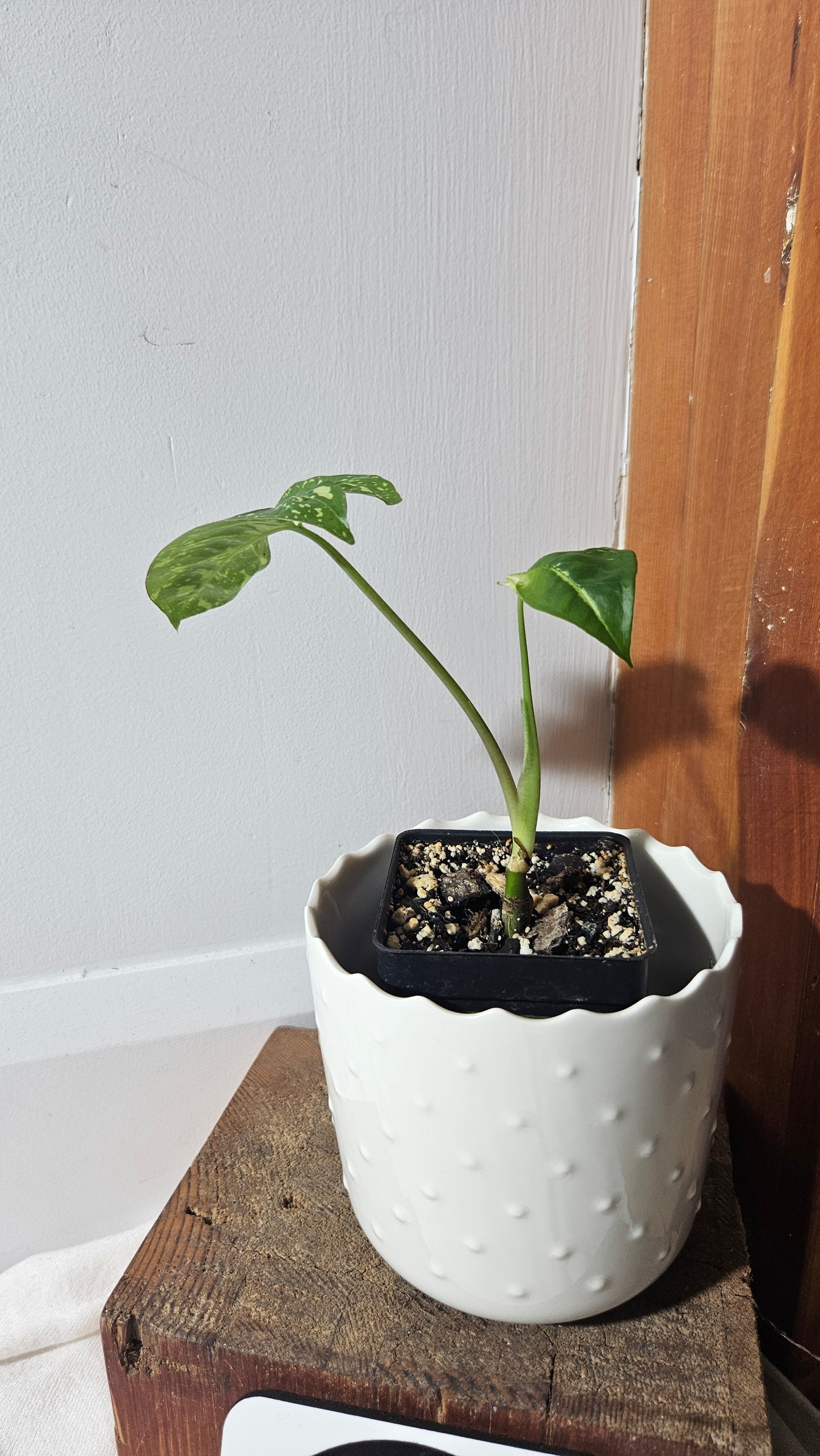 Syngonium Panda/Indo (SYN-420)