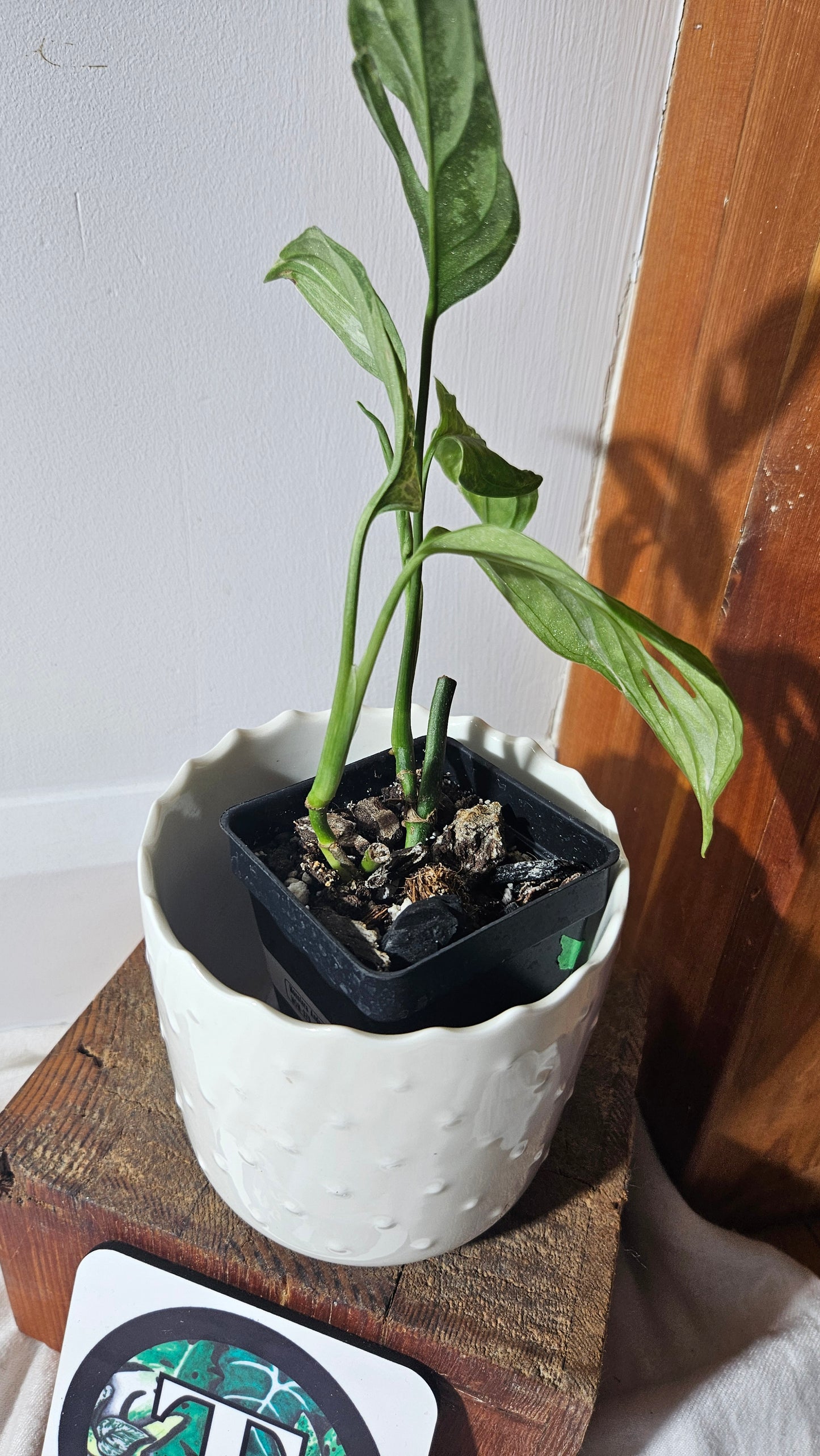 Monstera Andasonii Mint/Indo (MON-379)