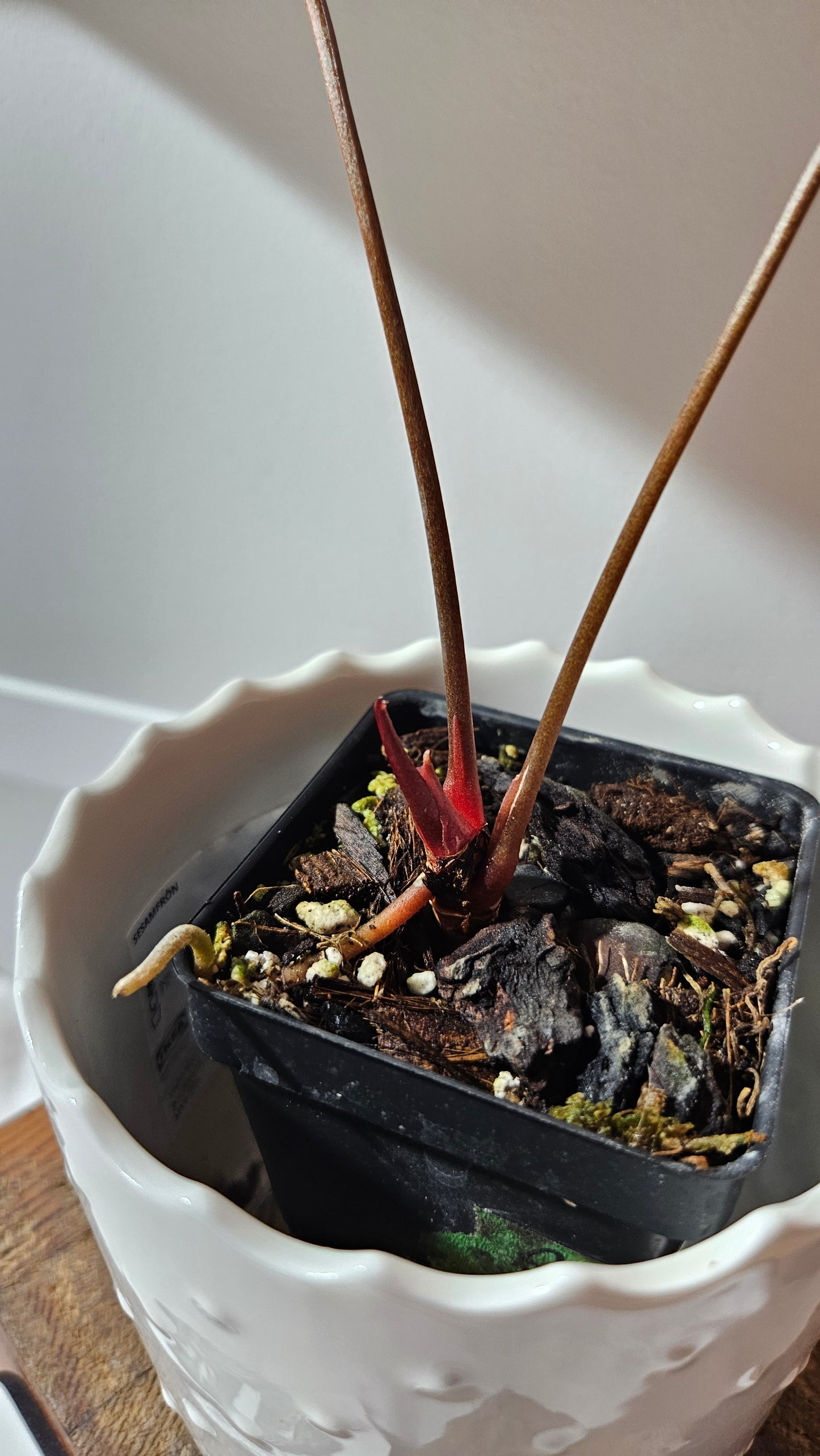 Anthurium Red Stem "format MOYEN" (ANT-112)