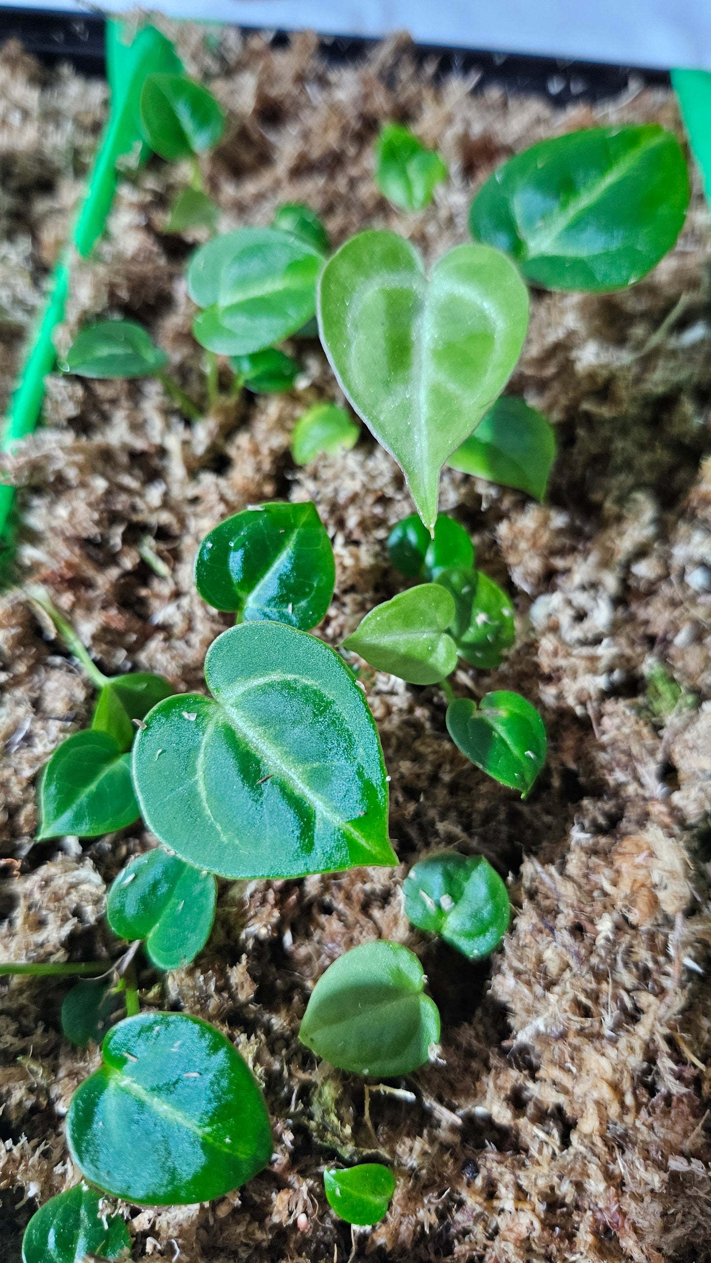 Anthurium Silver Hope "format SEEDLING"