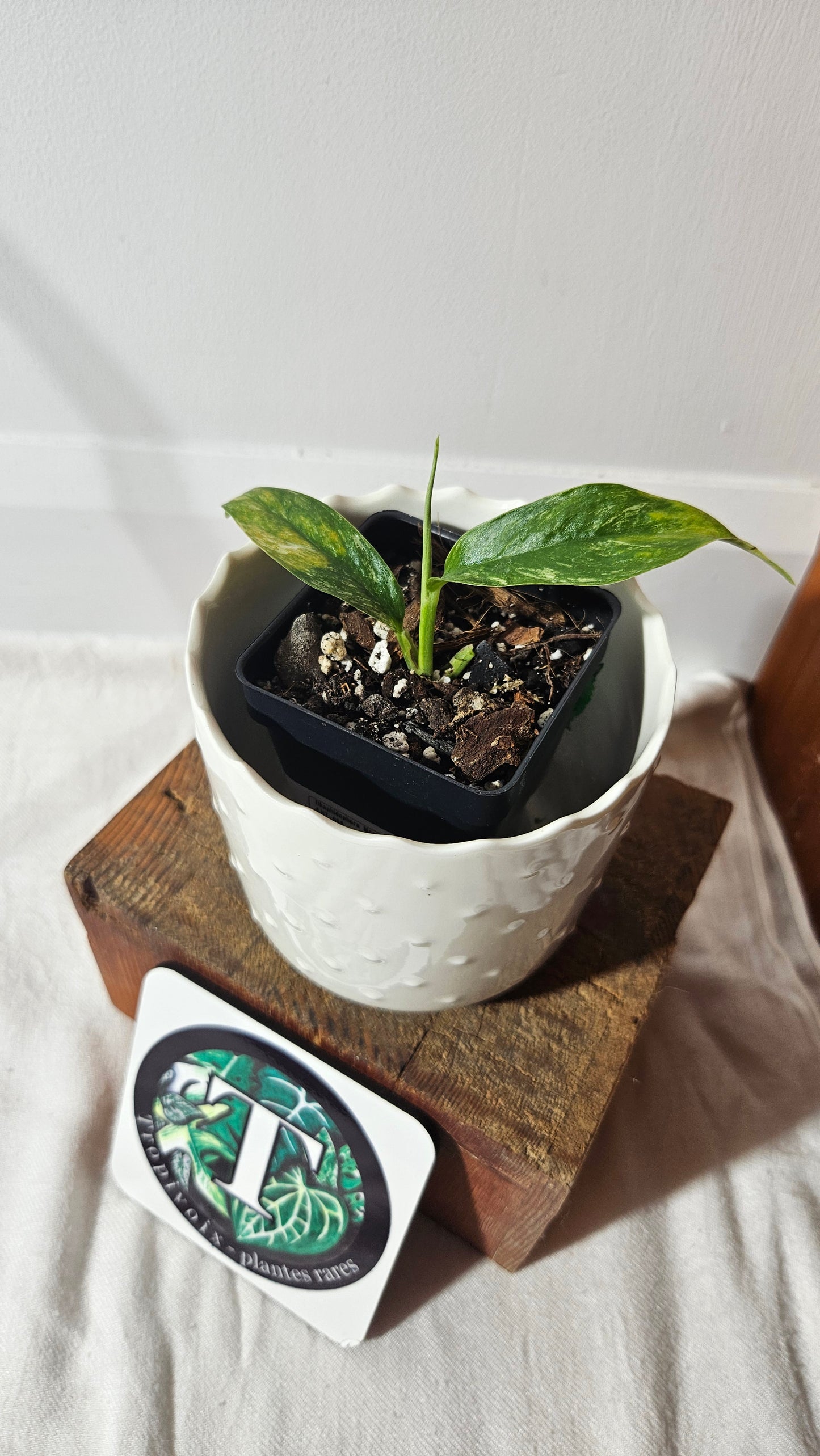 Rhaphidophora Masuwa Variegata (AUT-068)