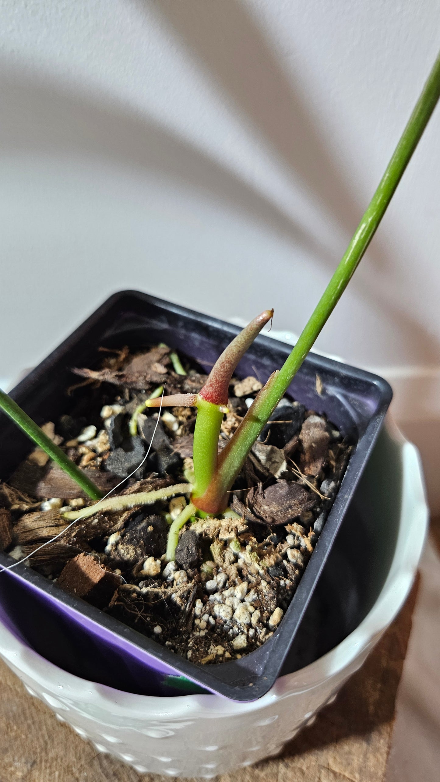 Anthurium Polydactylum "MEDIUM format" (ANT-127)