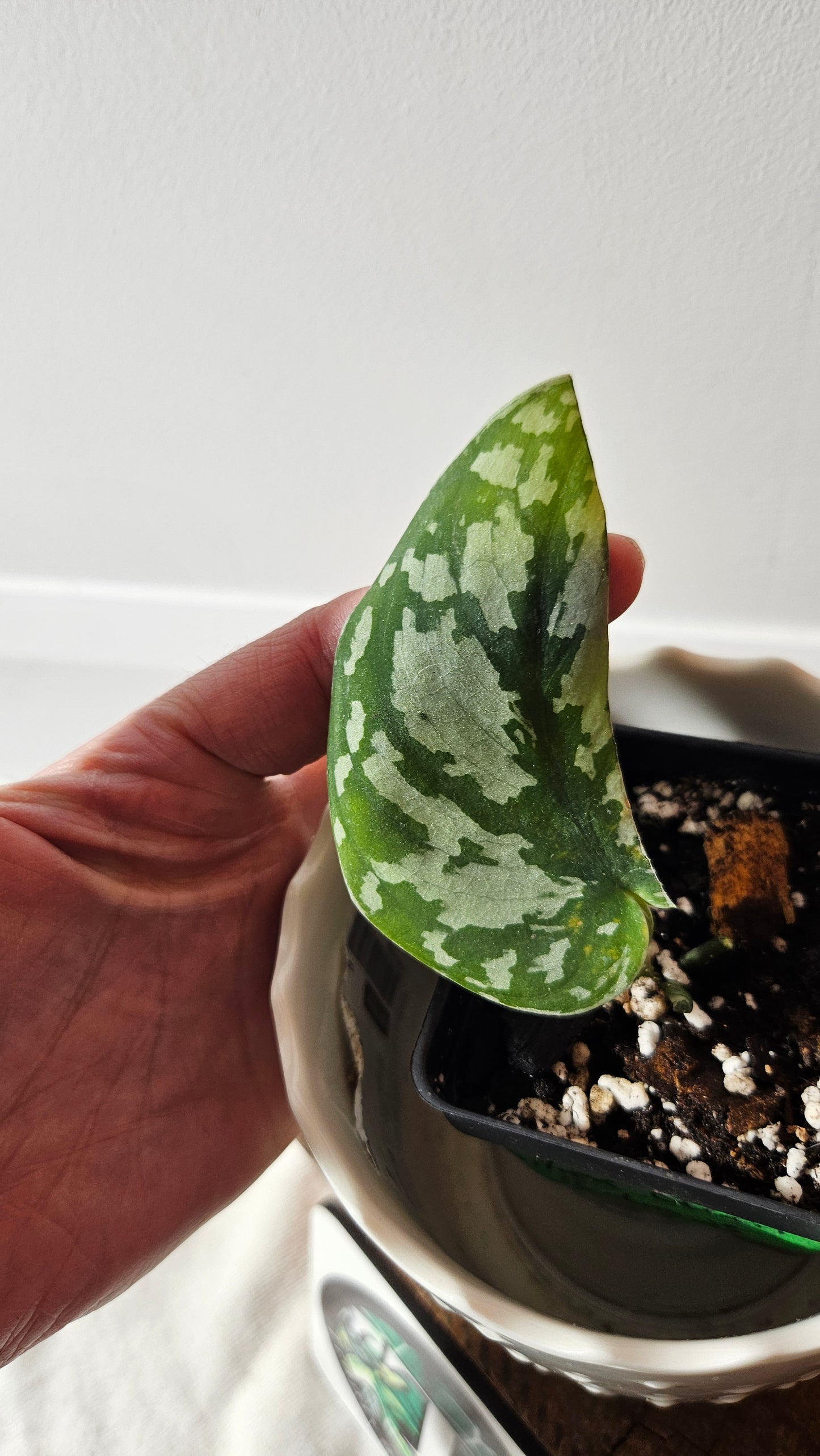 Scindapsus Silver Queen (SCI-917)