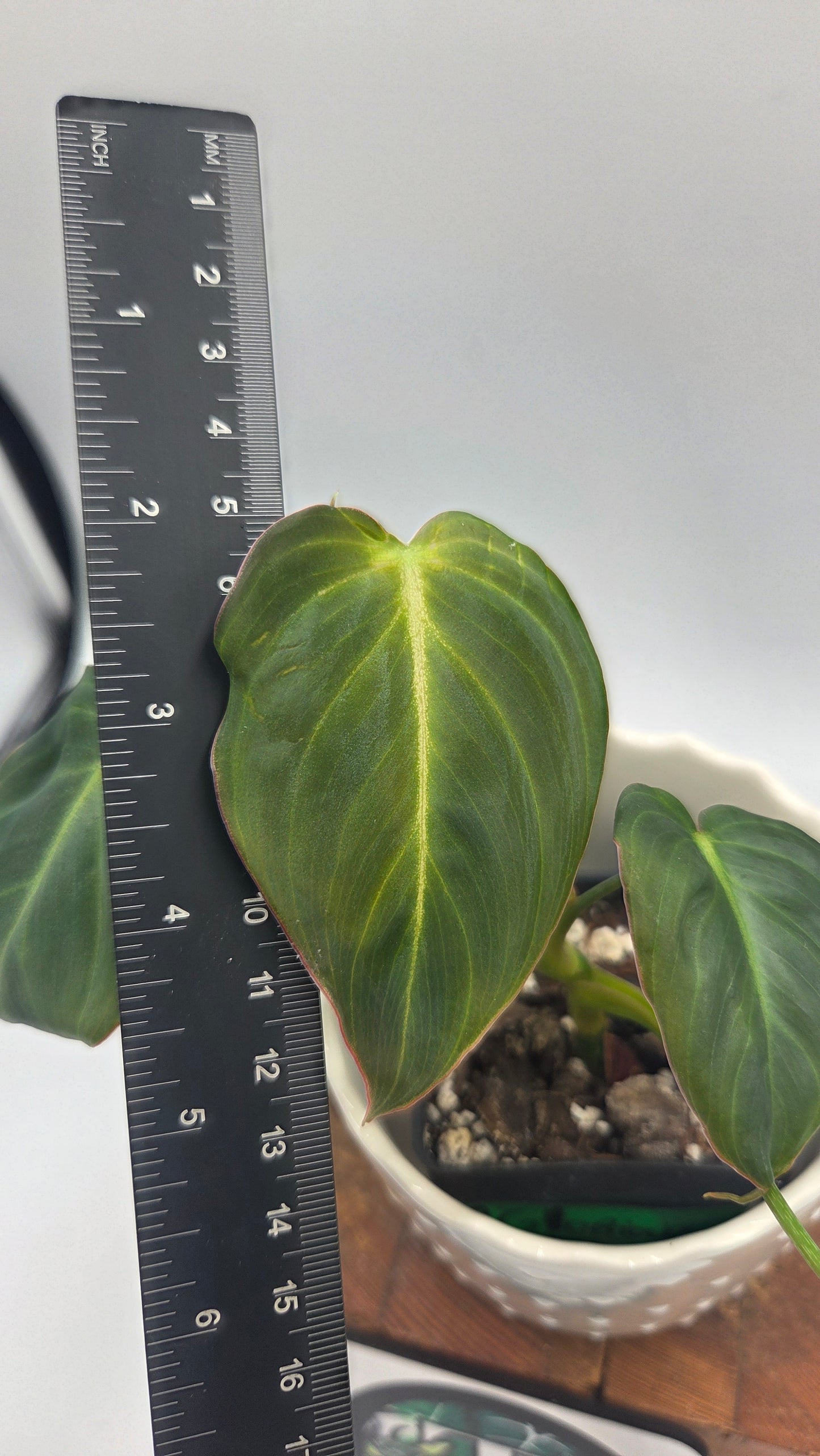 Philodendron Glorious (PHI-1038)