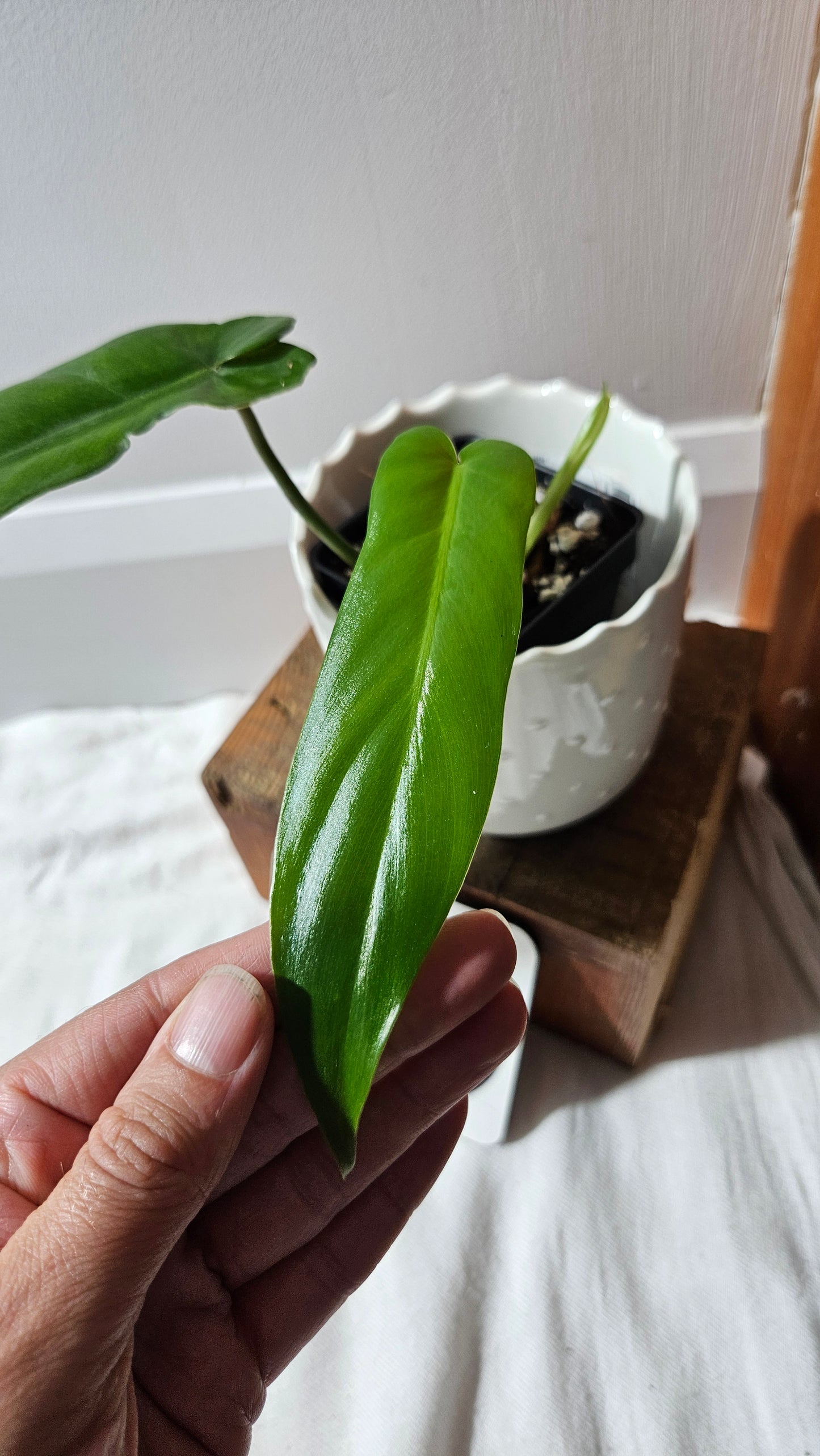 Philodendron Florida Beauty X Bob Cee REVERT(PHI-893)