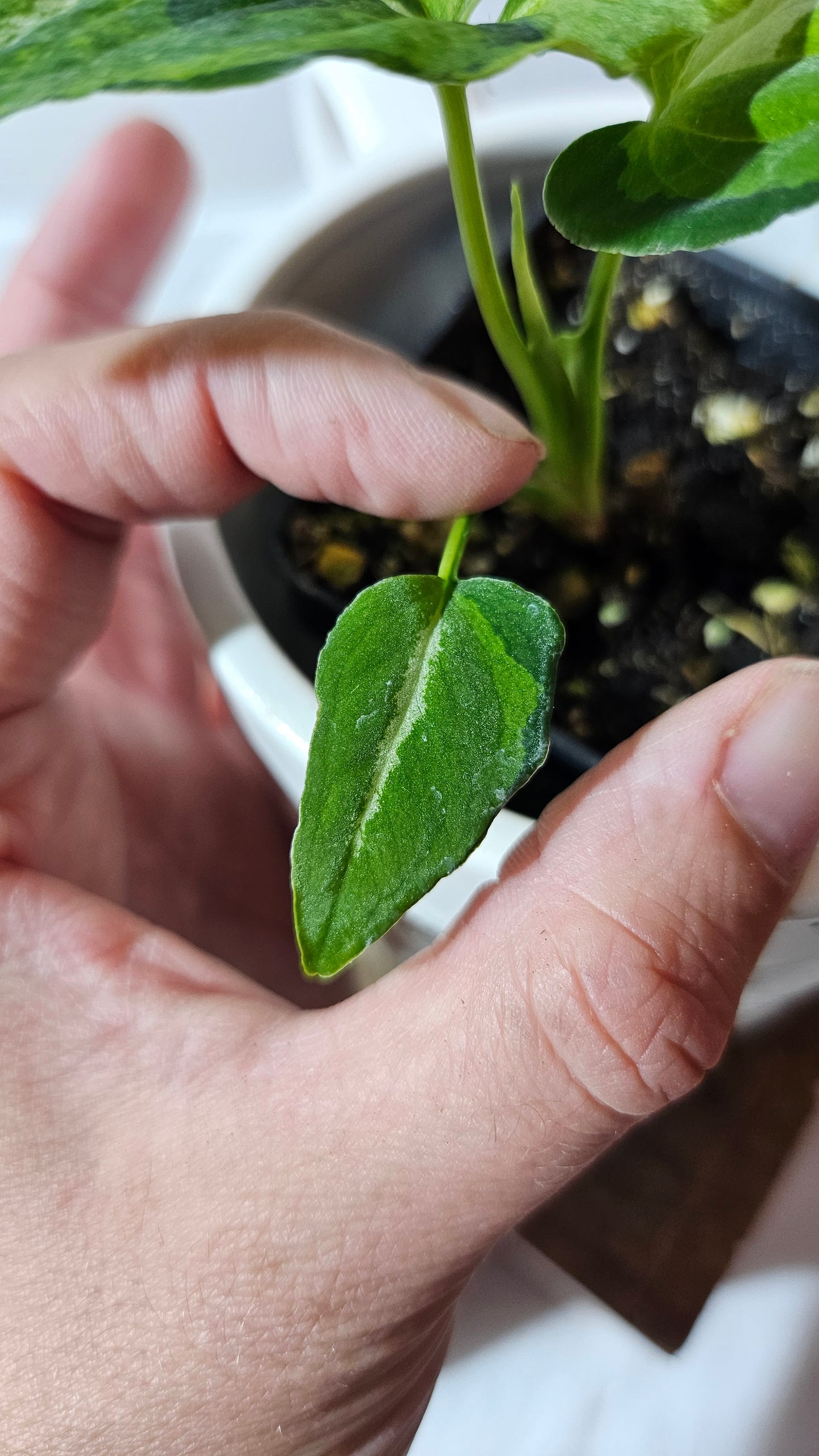 Syngonium Scrambled Eggs (SYN-467)
