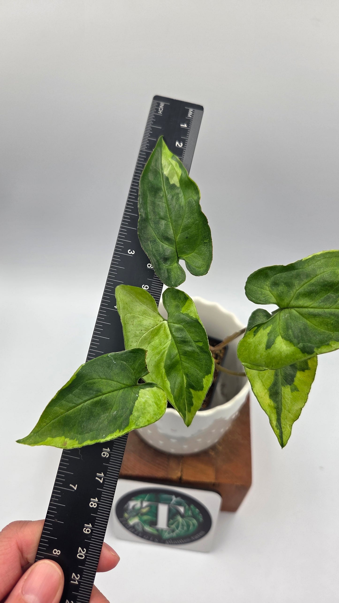 Syngonium Three kings (SYN-498)