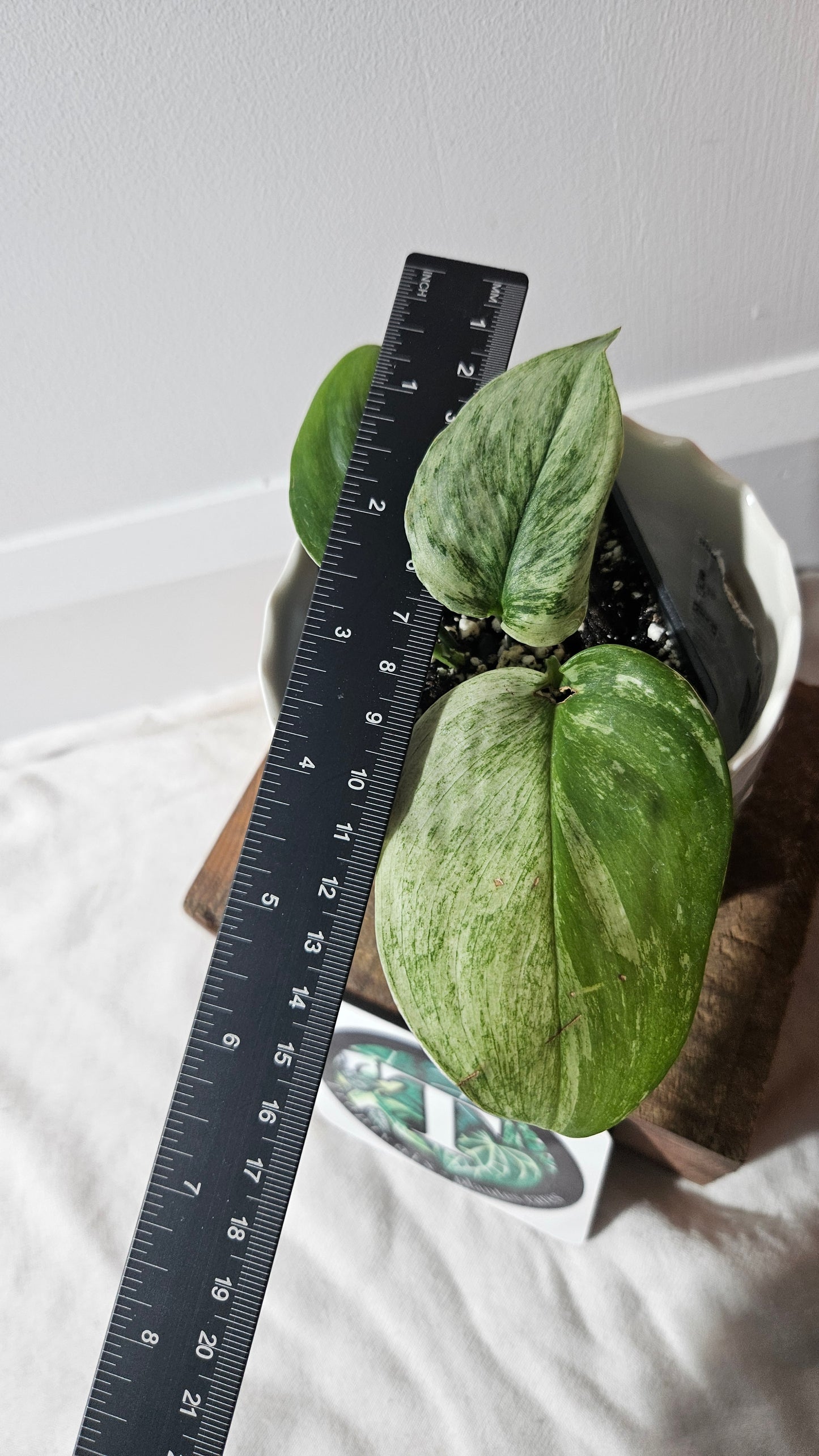 Scindapsus Treubii Moonlight White Marble (SCI-905)