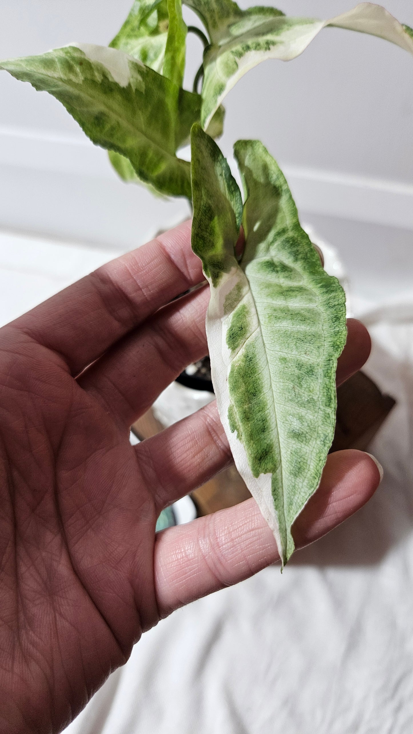 Syngonium T25 (SYN-428)