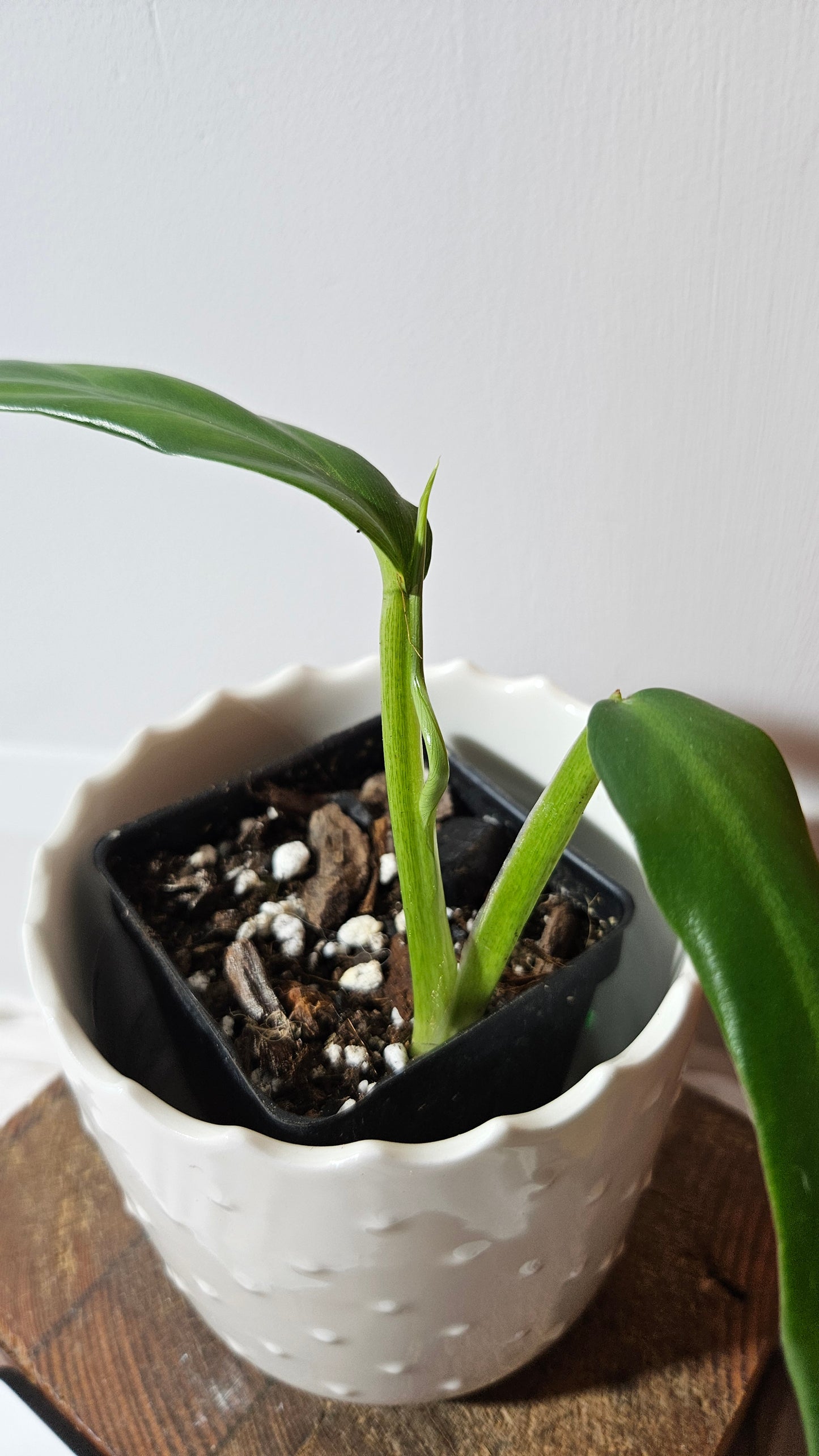 Philodendron Élégant (d'équateur)(PHI-839)