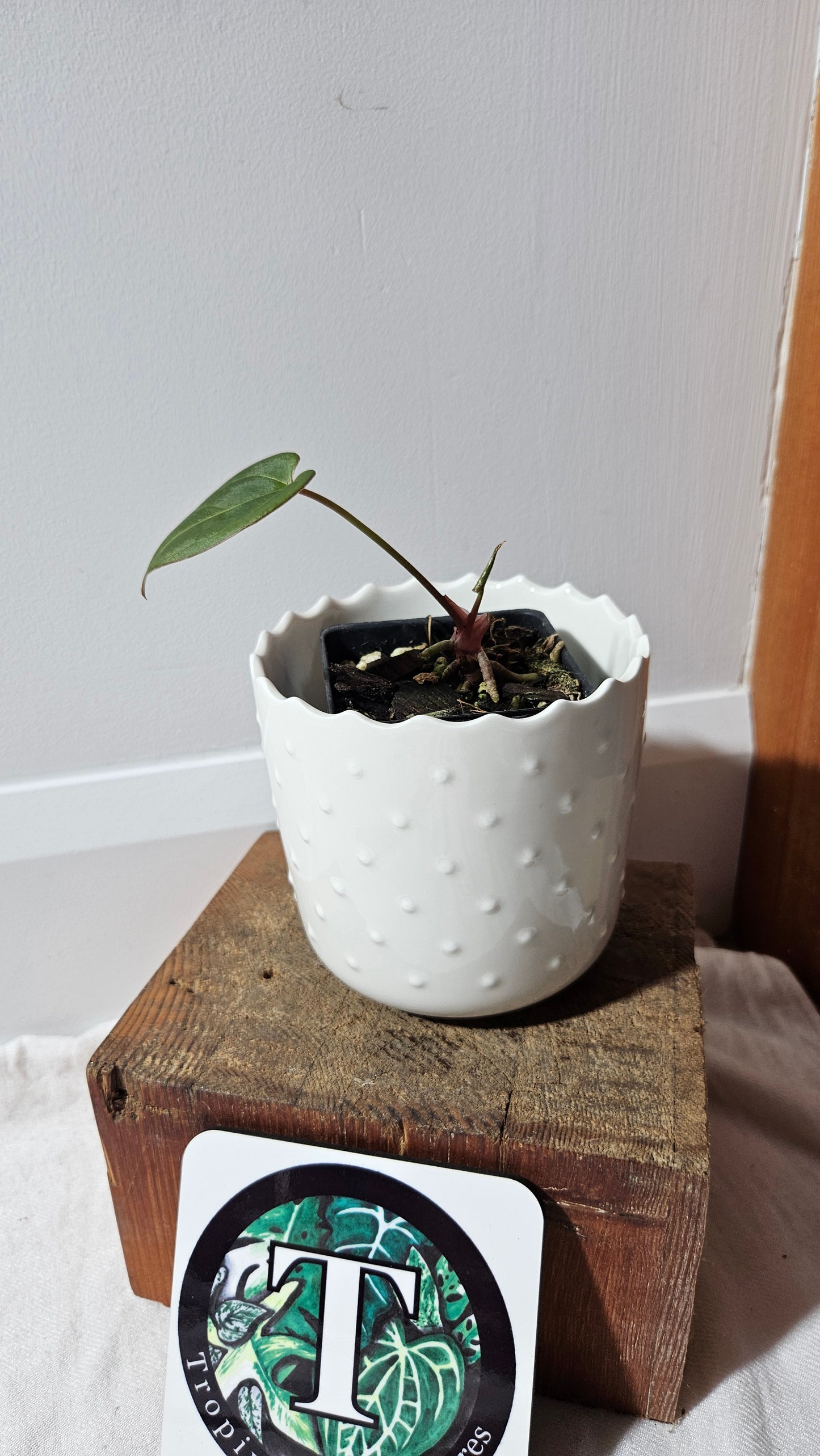 Anthurium Hoffmanii Red Dot (ANT-470)