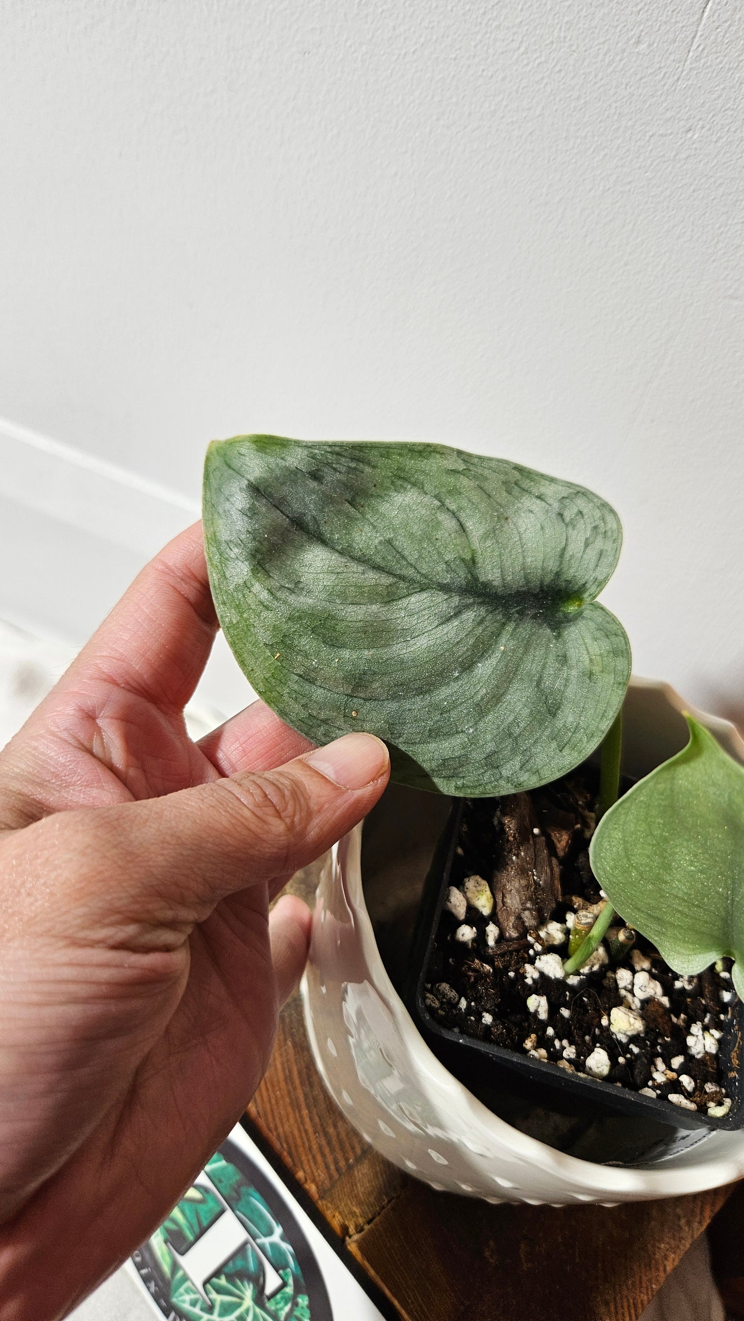 Scindapsus Silver Cloud (SCI-1049)