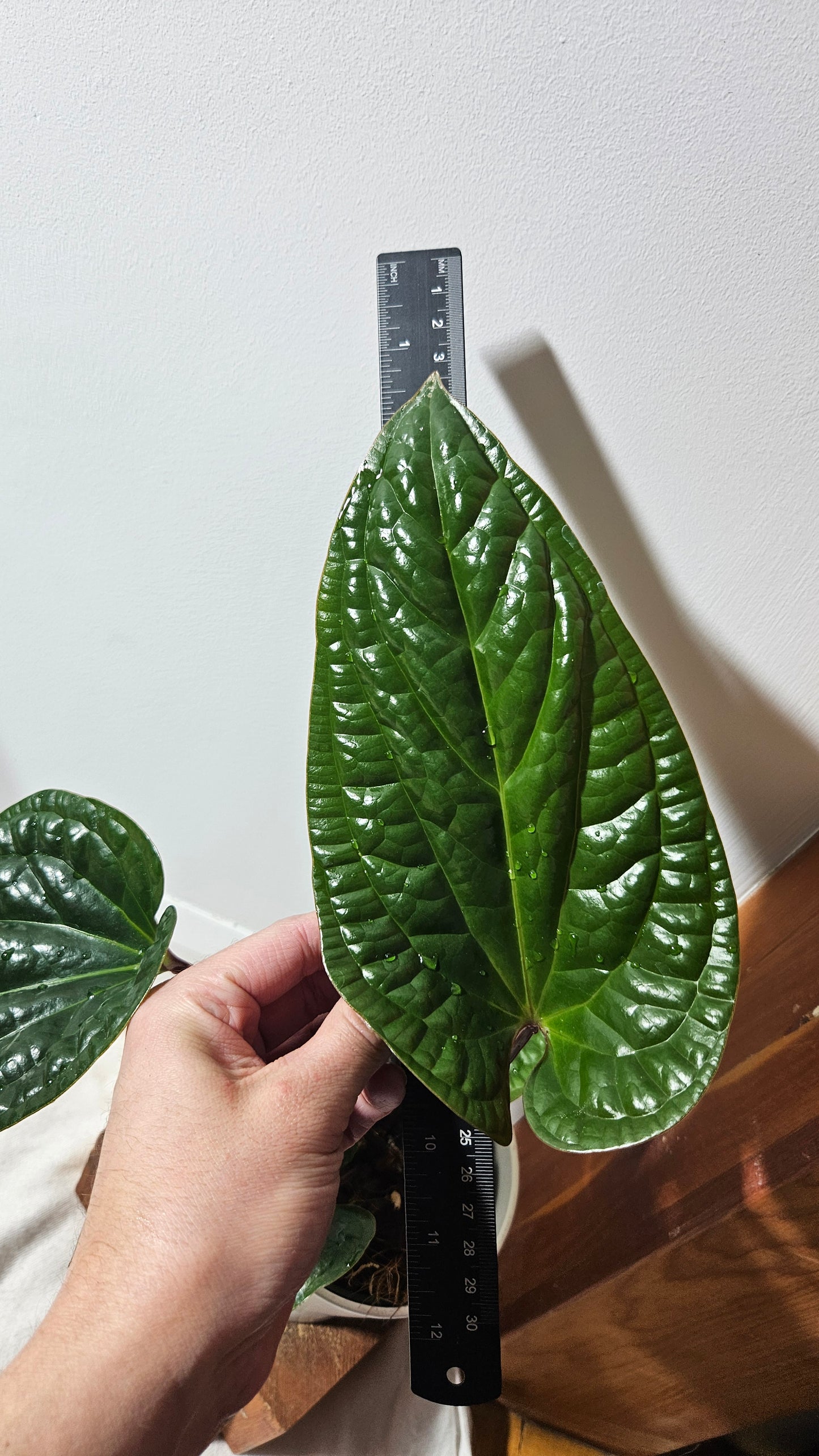 Anthurium Radican "LARGE format" (ANT-324)